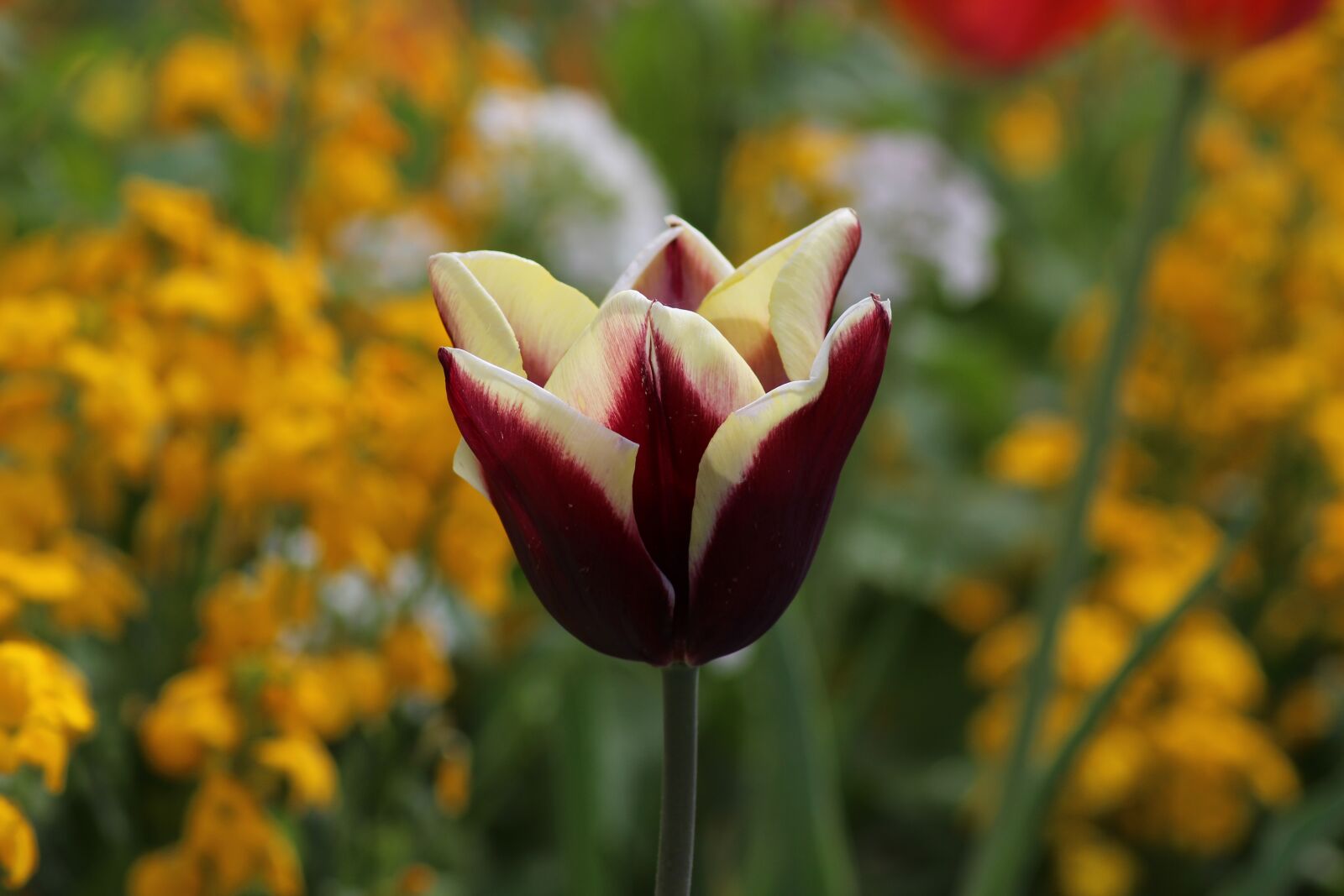 Canon EOS 600D (Rebel EOS T3i / EOS Kiss X5) sample photo. Tulip, flower, spring photography