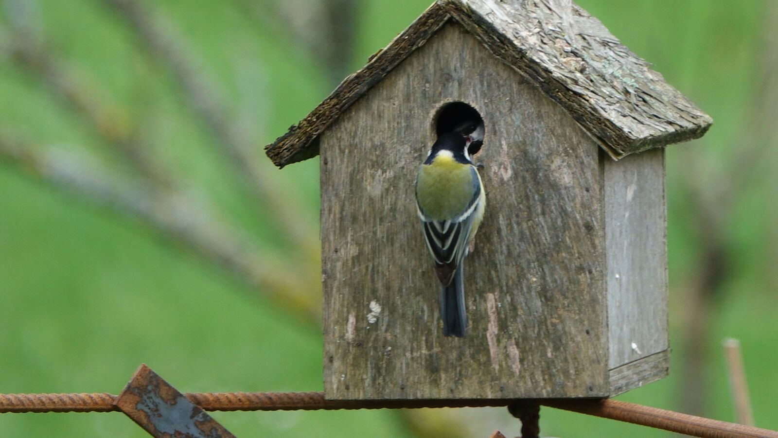 Sony Cyber-shot DSC-RX10 III sample photo. Bird, fauna, nature photography