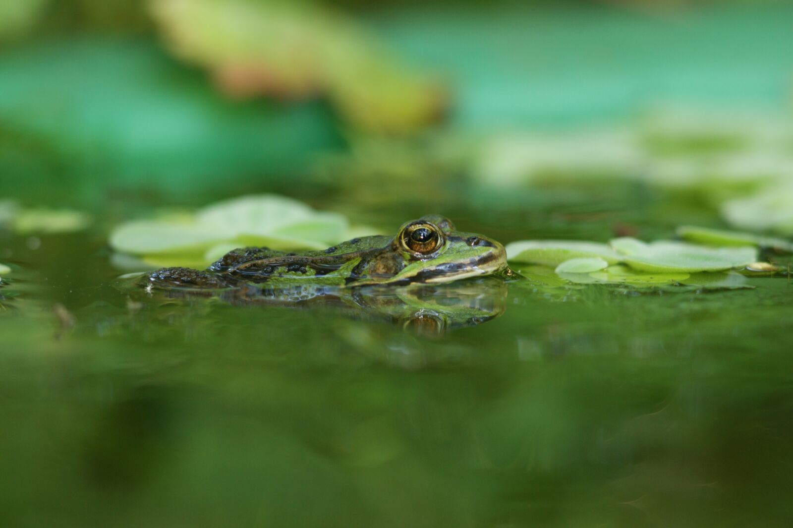 Sony Alpha DSLR-A290 sample photo. The frog, śmieszka, water photography