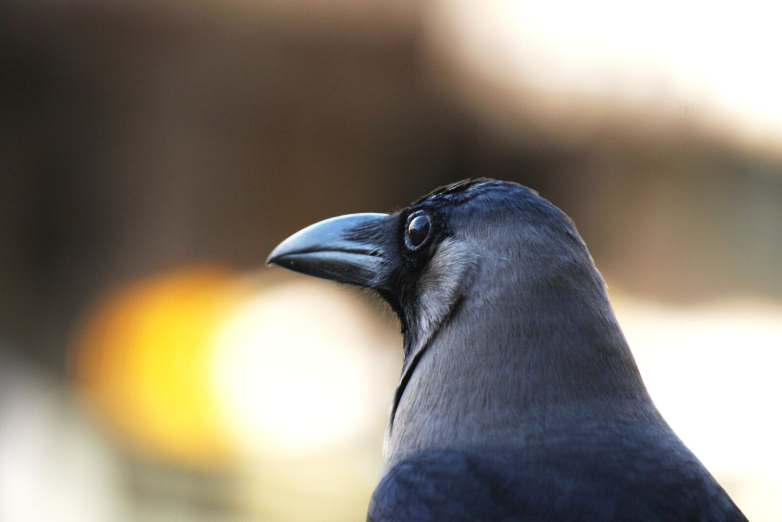 Canon EOS 450D (EOS Rebel XSi / EOS Kiss X2) sample photo. Crow, bird, head photography