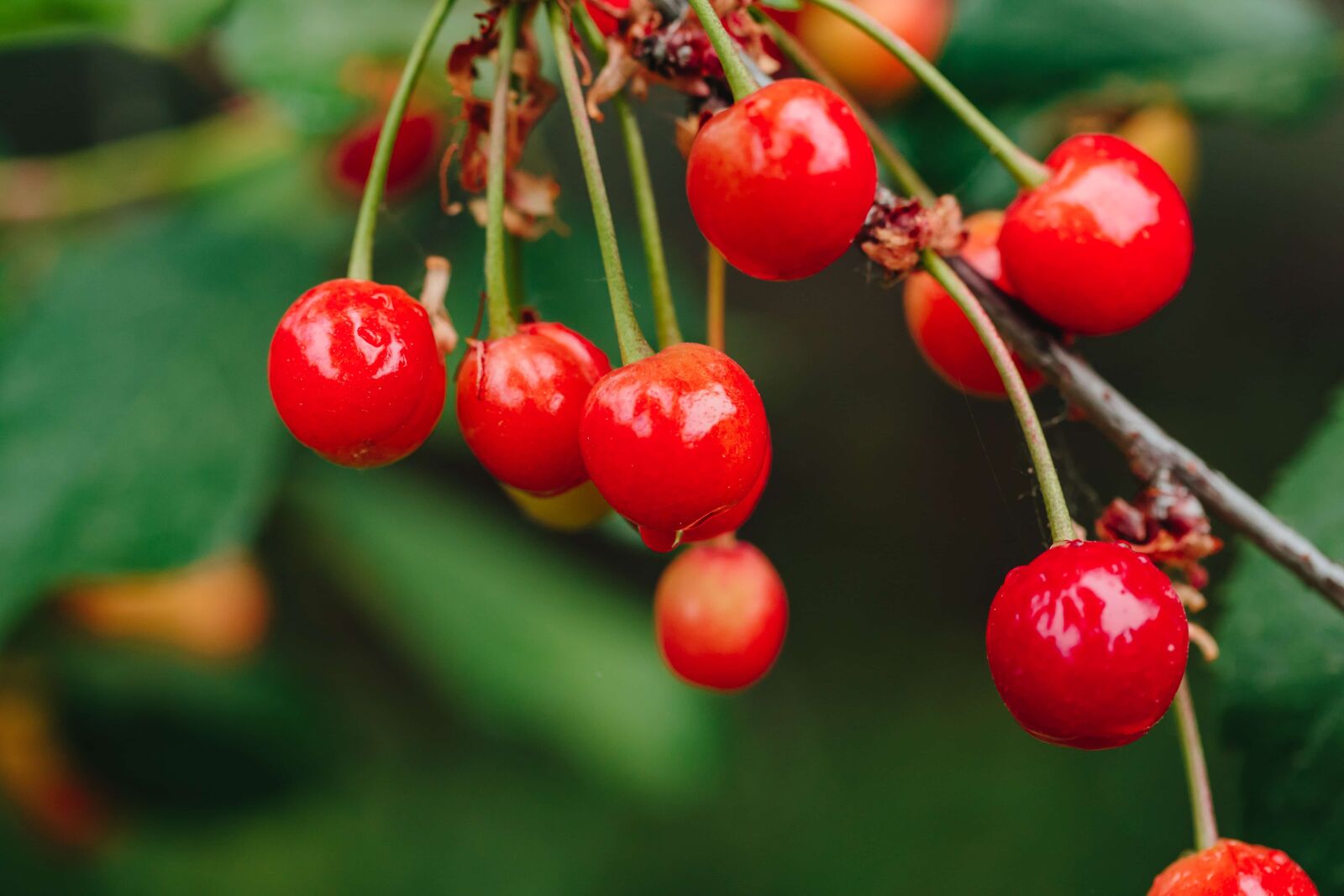 Canon EF 100mm F2.8 Macro USM sample photo. Branch, cherries, cherry, ecology photography
