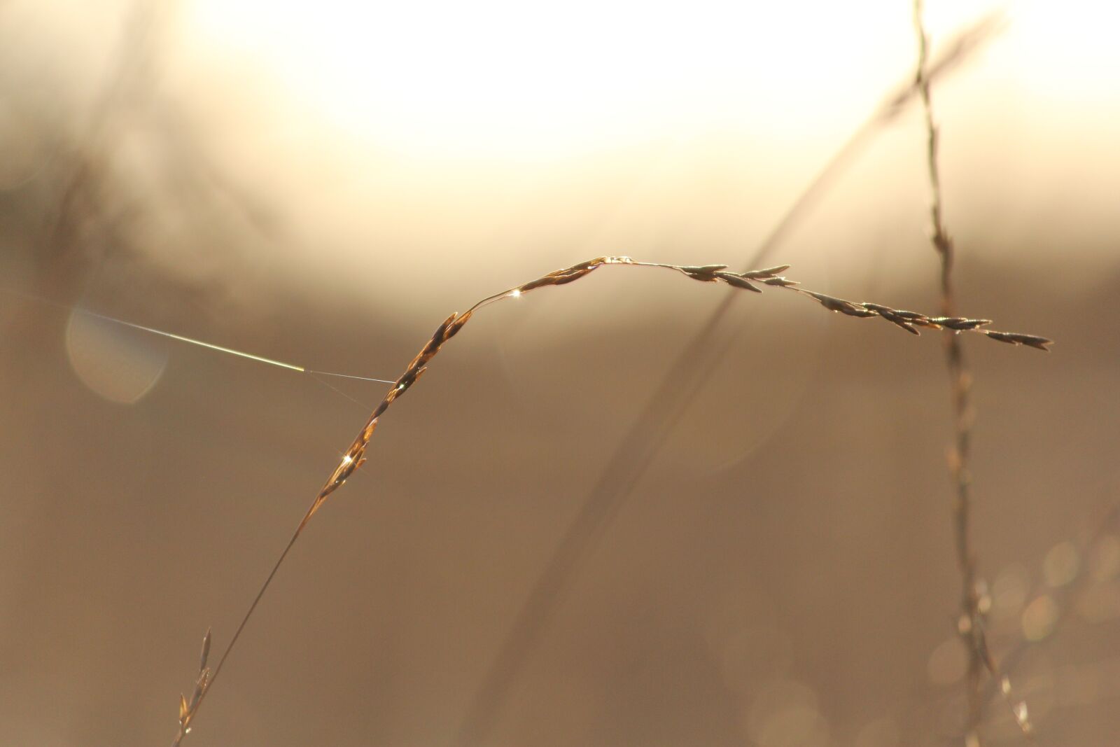 Canon EF-S 55-250mm F4-5.6 IS II sample photo. Sun, water drop, grass photography