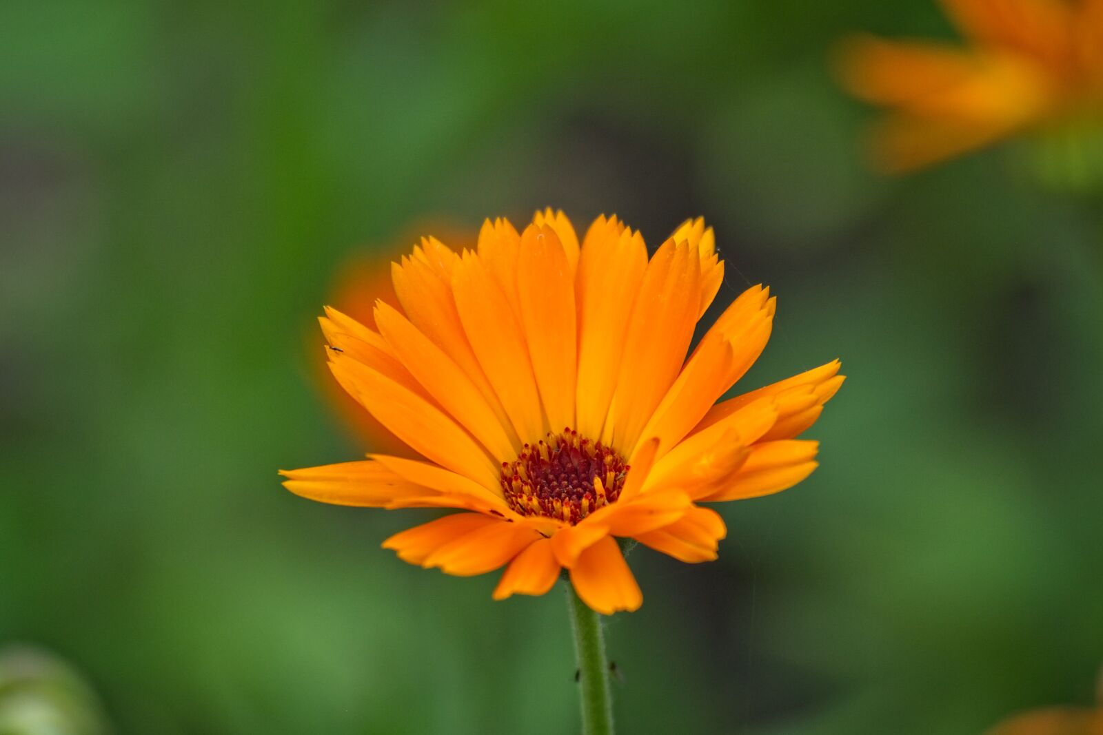 Nikon D7100 sample photo. Marigold, calendula officinalis, blossom photography