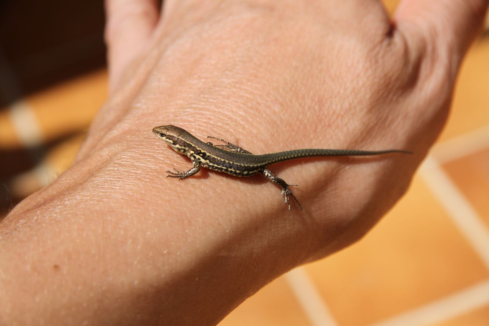 Canon EOS 7D sample photo. Close up, lizard, lizzard photography