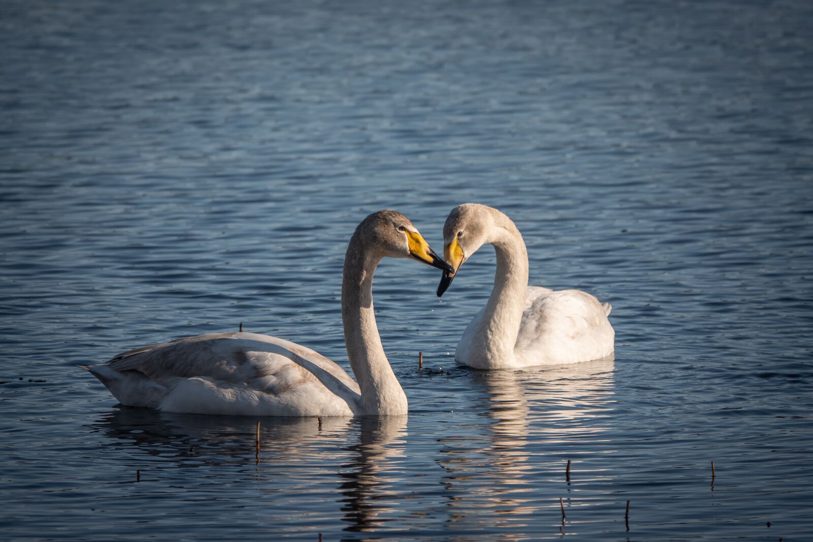 Sony Cyber-shot DSC-RX10 IV sample photo. Swan, birds, nature photography