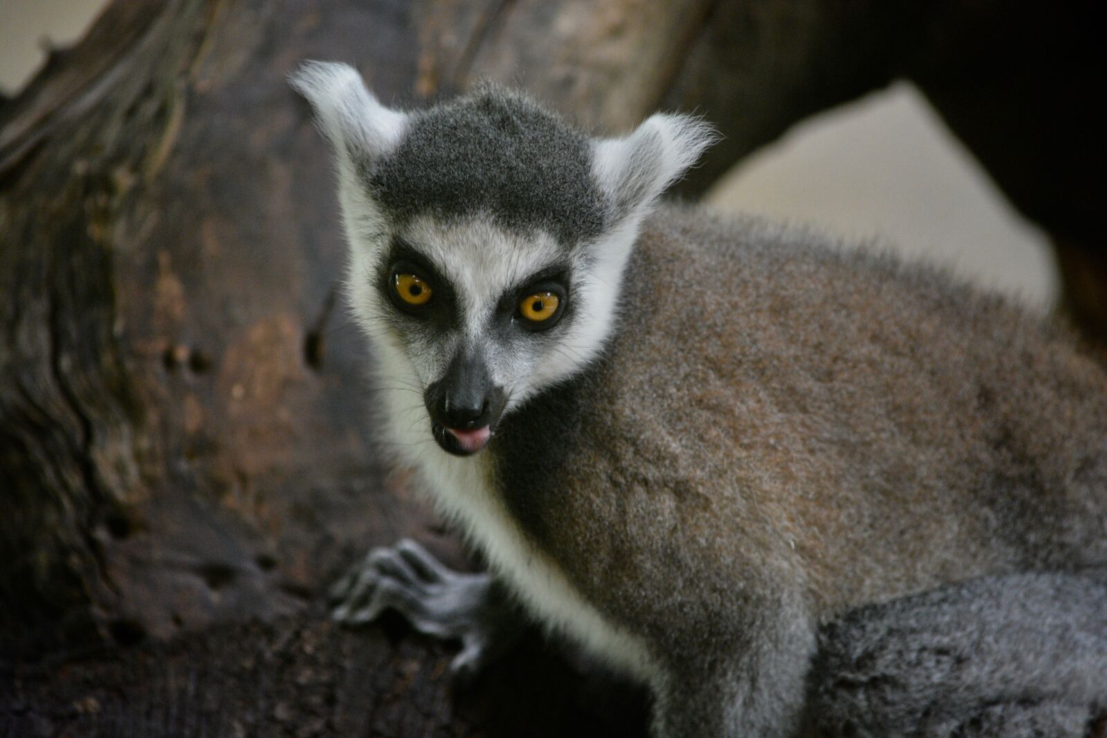 Nikon D7100 sample photo. Ring tailed lemur, zoo photography