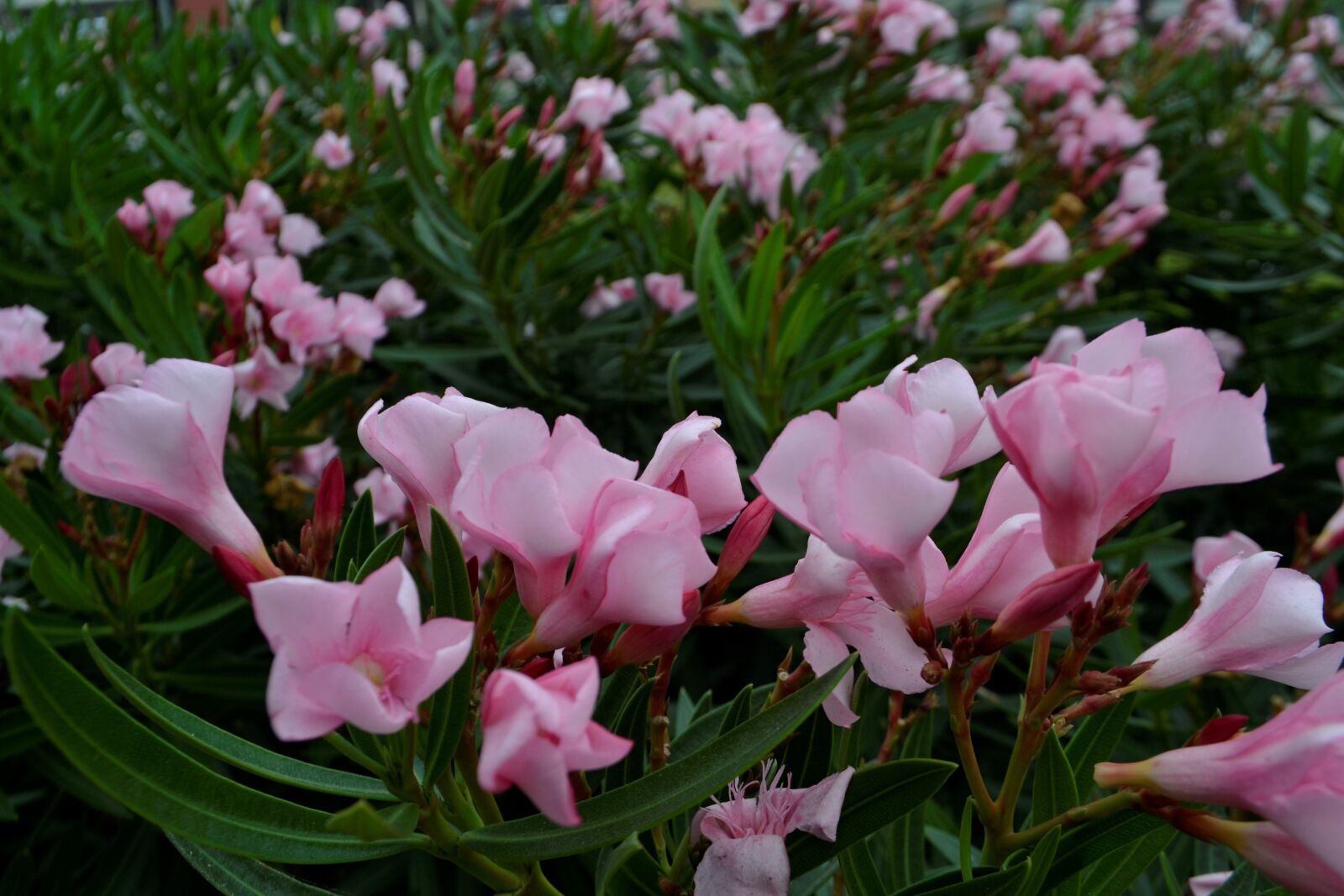 Nikon D3100 sample photo. Flowers, pink, flora photography