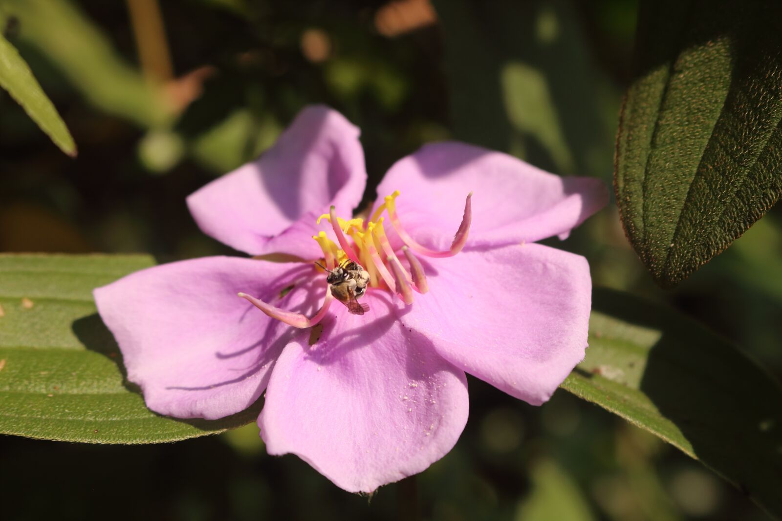 Canon EOS 750D (EOS Rebel T6i / EOS Kiss X8i) sample photo. Wildflowers, violet, plant photography