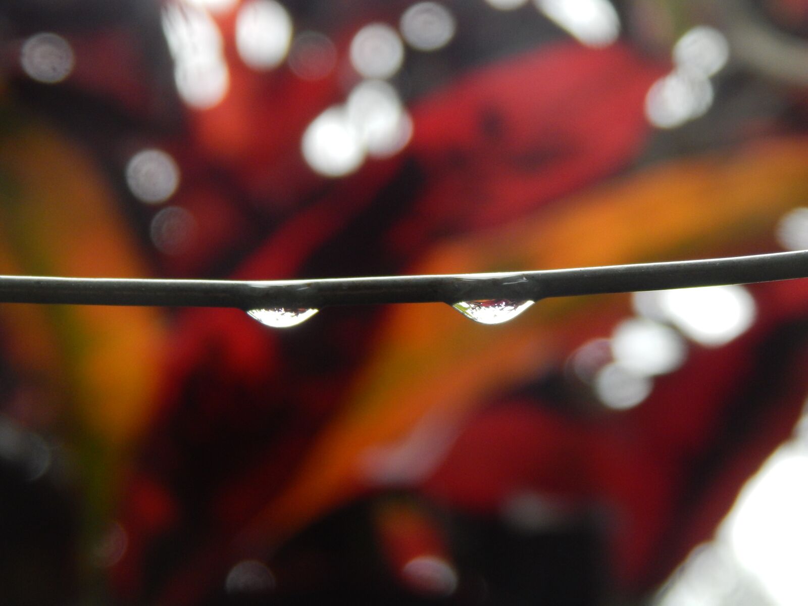 Nikon Coolpix L820 sample photo. Wire, wet, rain photography