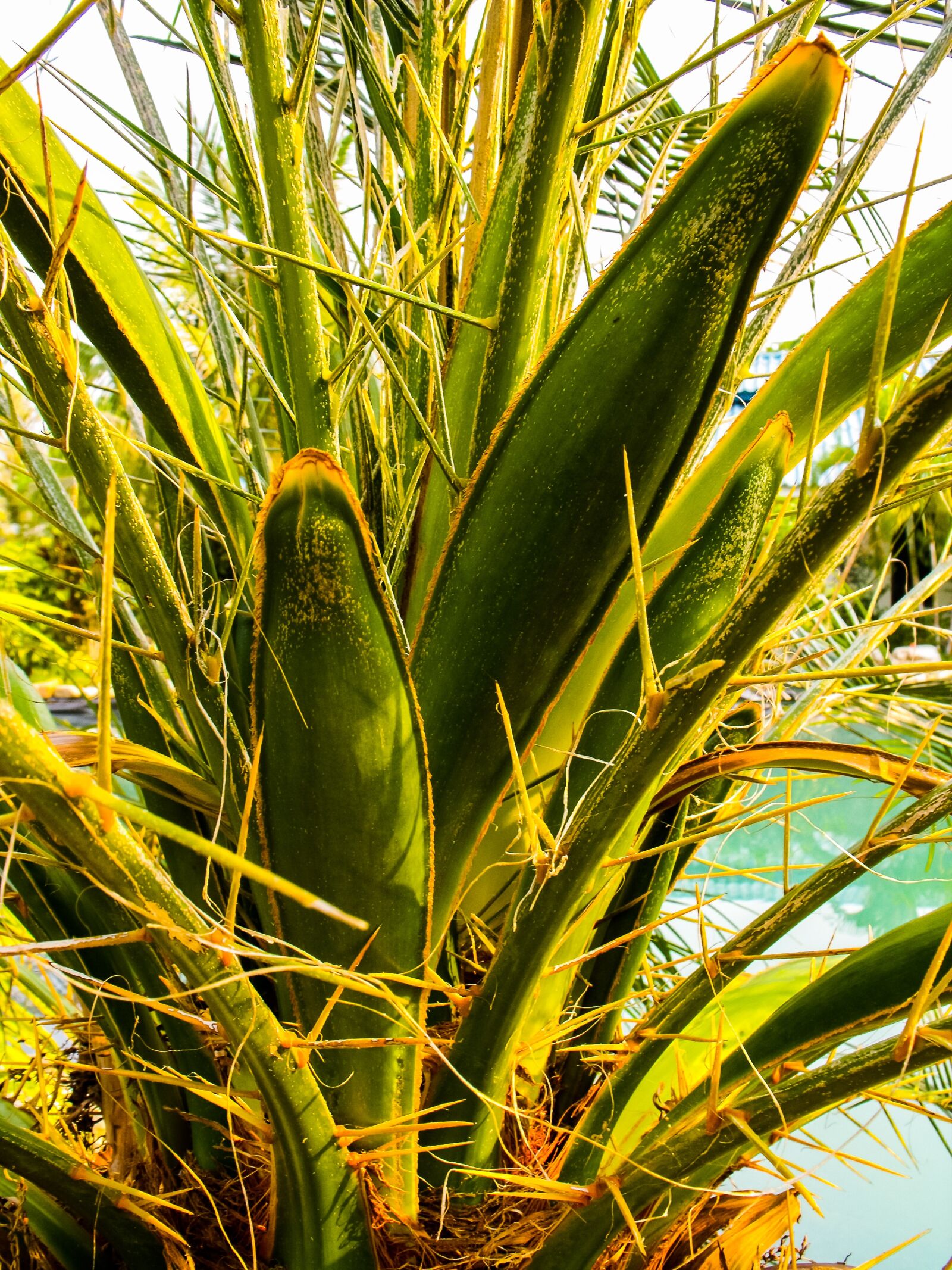 Fujifilm FinePix S1000fd sample photo. Palm, spur, close up photography