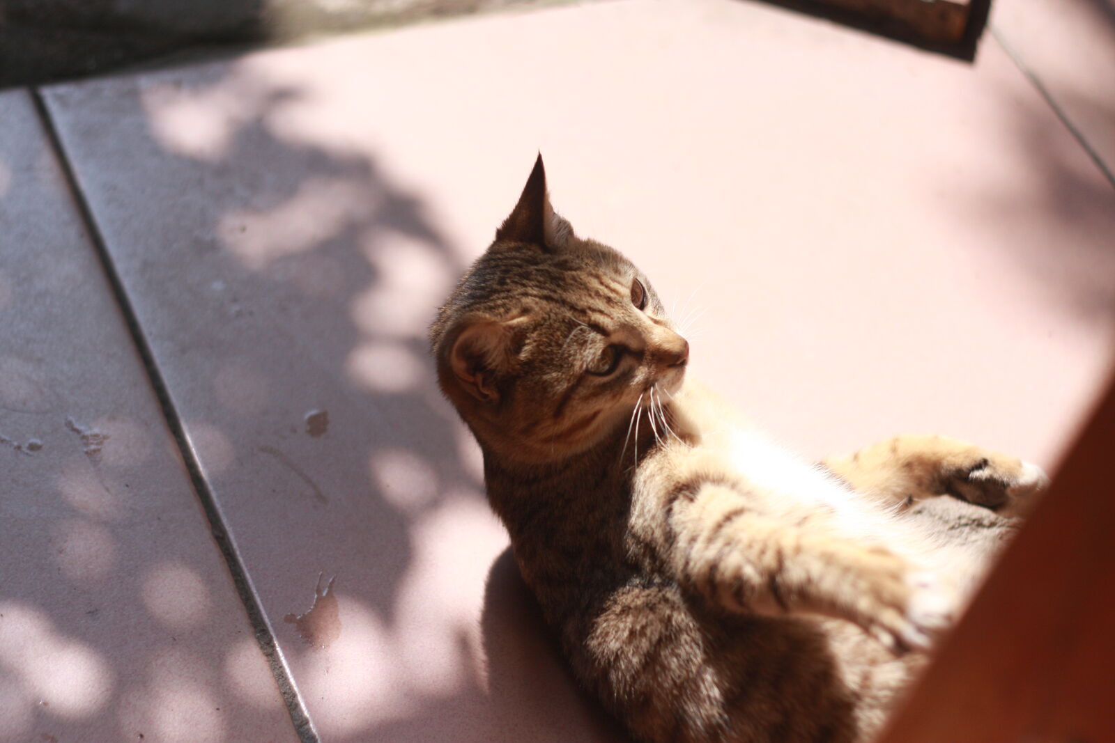 Canon EOS 40D sample photo. Brown, tabby, cat photography