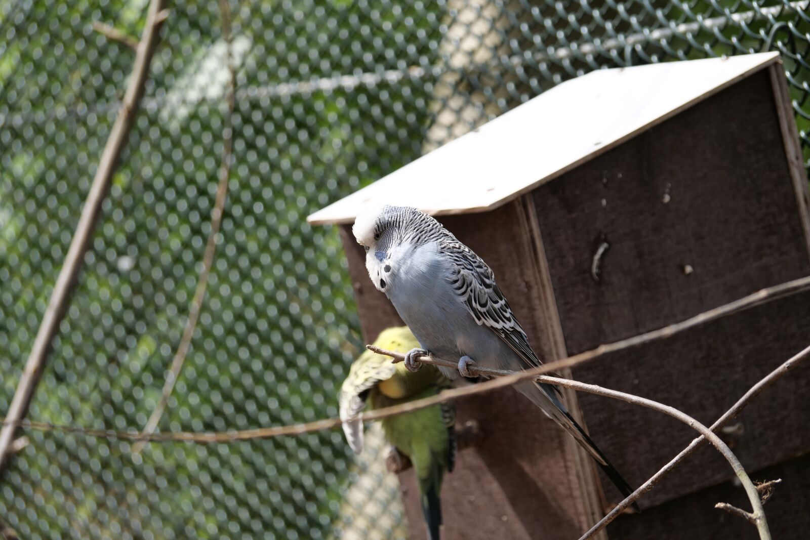 Panasonic Lumix DC-G9 sample photo. Budgie, bird, parakeets photography