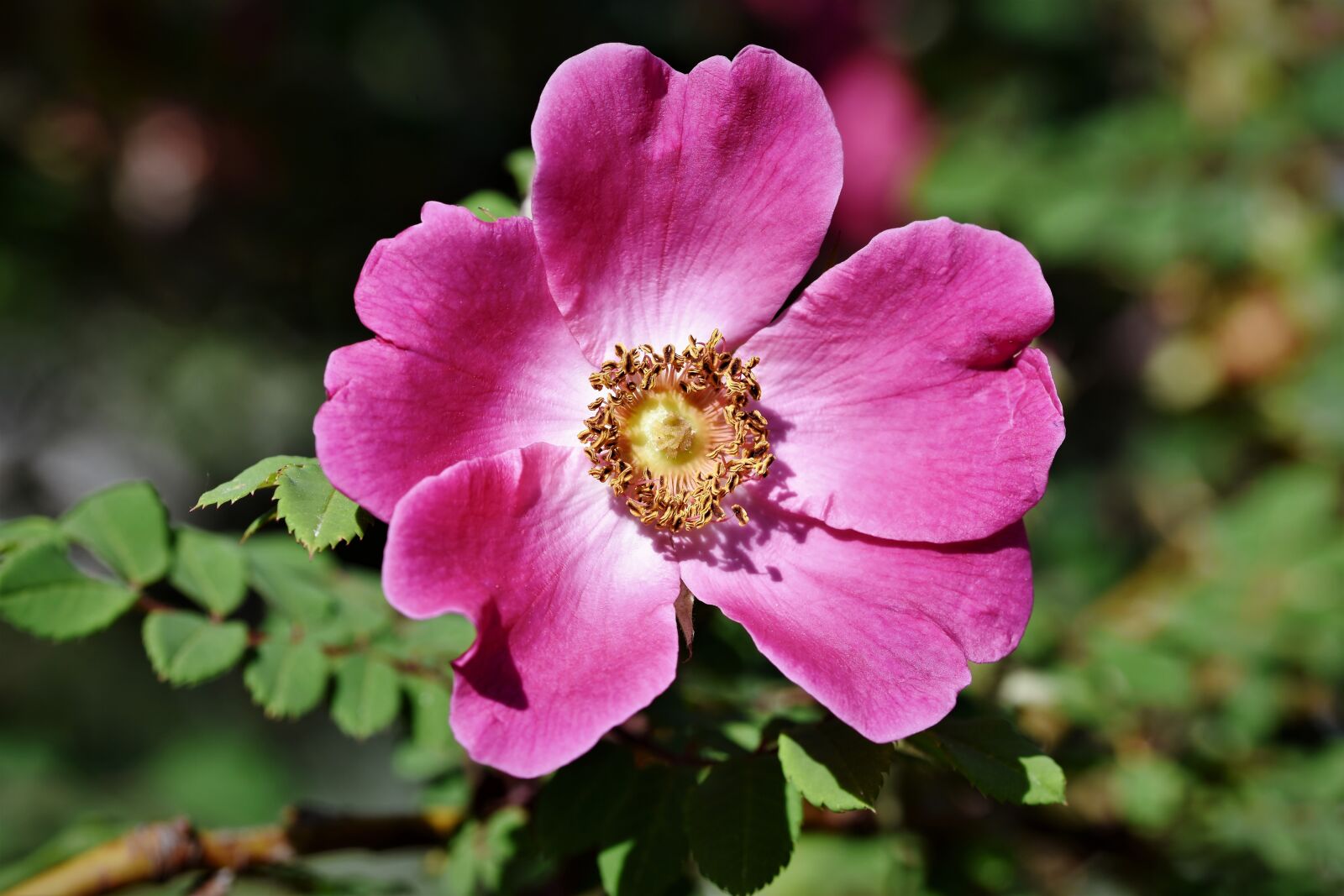 Nikon D7200 sample photo. Anemone, florets, blossom photography