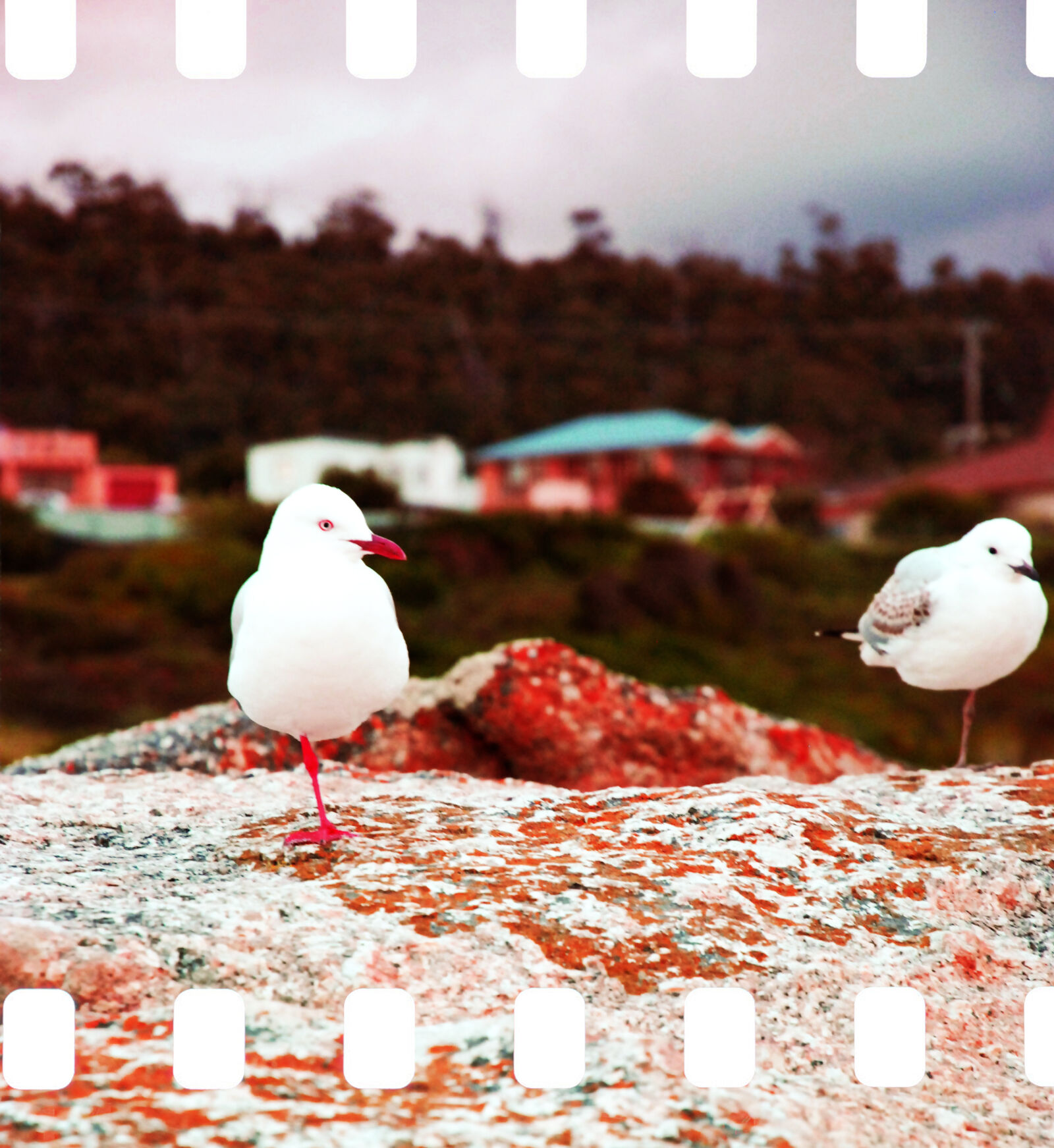 Nikon D80 sample photo. Animal, birds, seagulls photography
