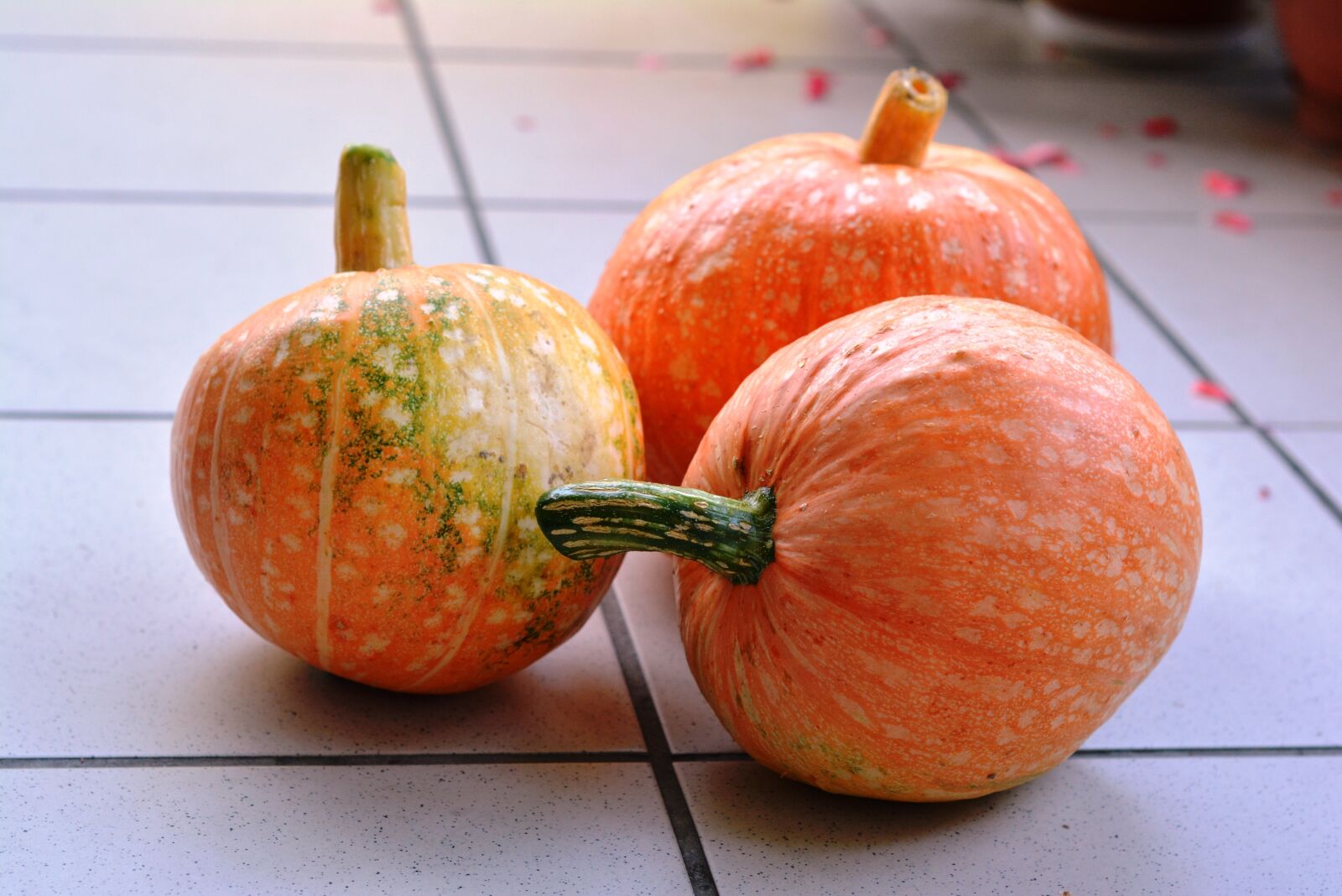 Nikon D5200 sample photo. Pumpkins, pumpkin, the cultivation photography