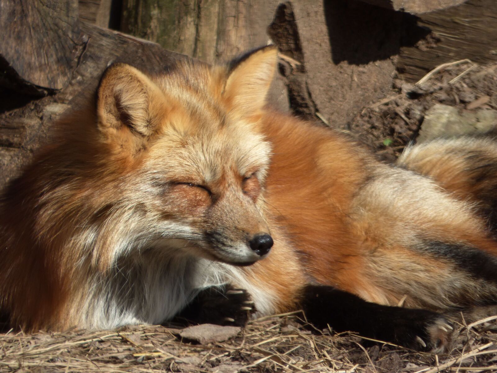 Panasonic DMC-FZ72 sample photo. Fox, canine, animal photography