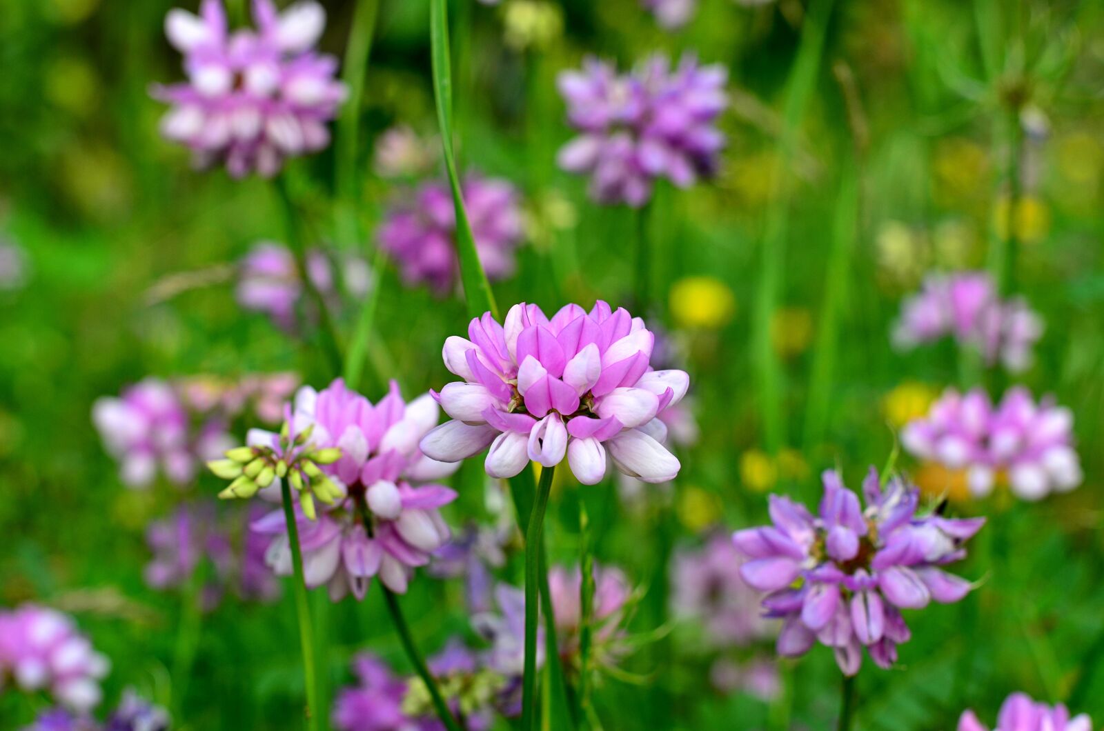 Nikon D5100 sample photo. Nature, spring, flowers photography