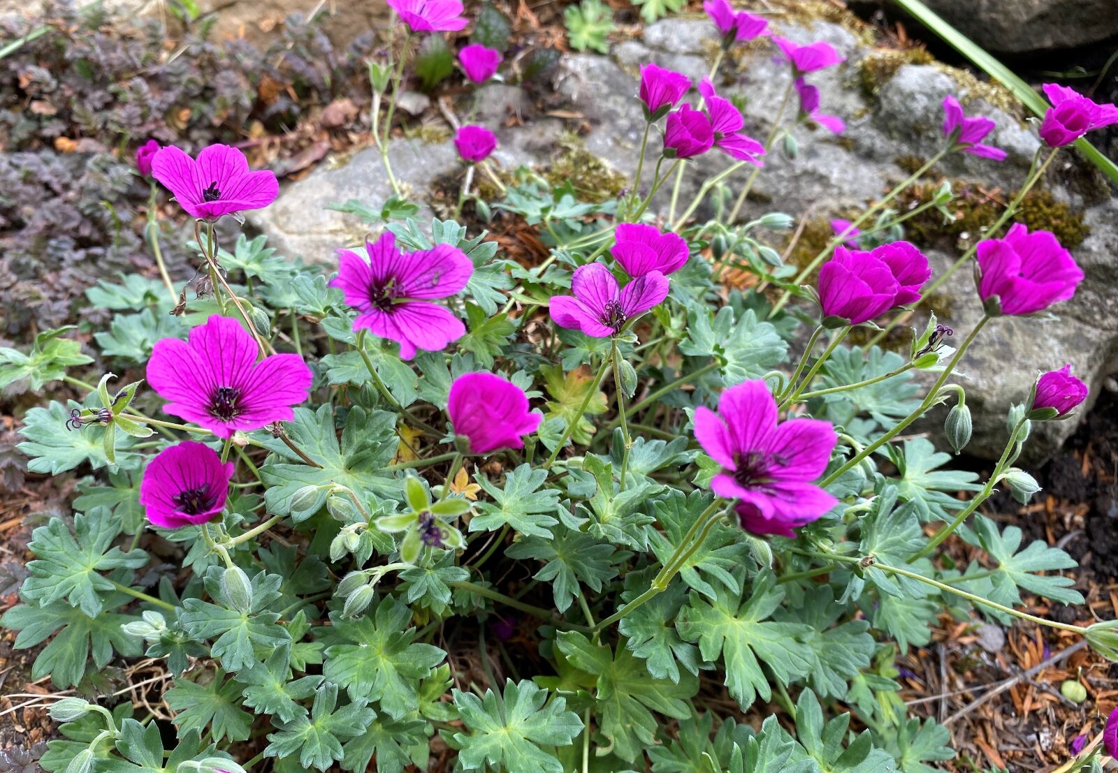 Apple iPhone 11 sample photo. Crane's bill, pink, purple photography