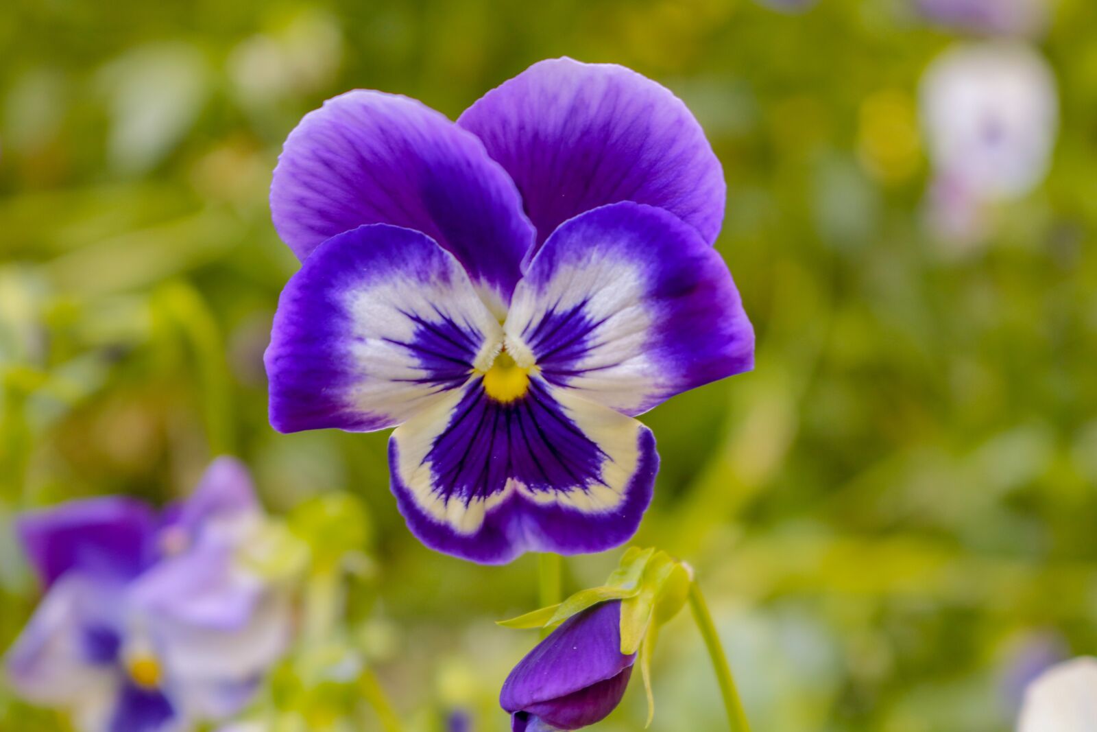 Canon EOS 750D (EOS Rebel T6i / EOS Kiss X8i) sample photo. Flower, nature, flora photography