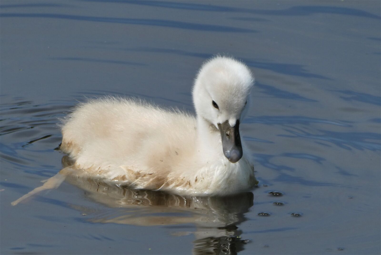 Panasonic Lumix DC-ZS70 (Lumix DC-TZ90) sample photo. Zwanenjong, swan, chick photography