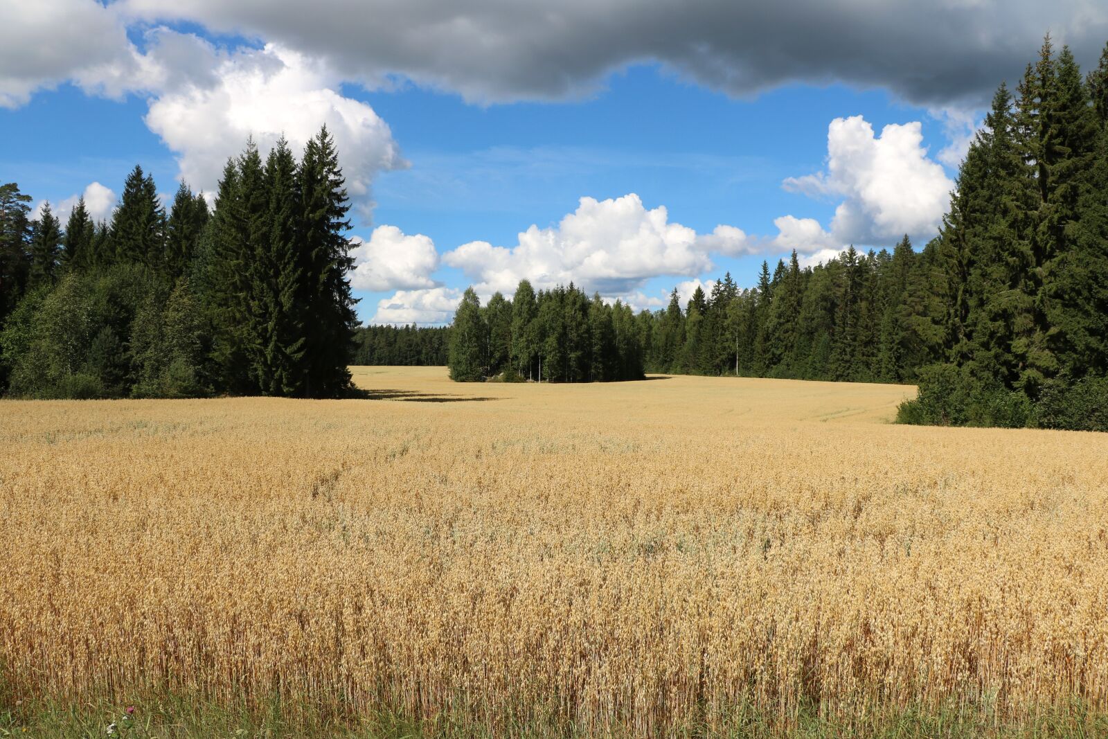 Canon EOS 750D (EOS Rebel T6i / EOS Kiss X8i) sample photo. Field, countryside, grain photography