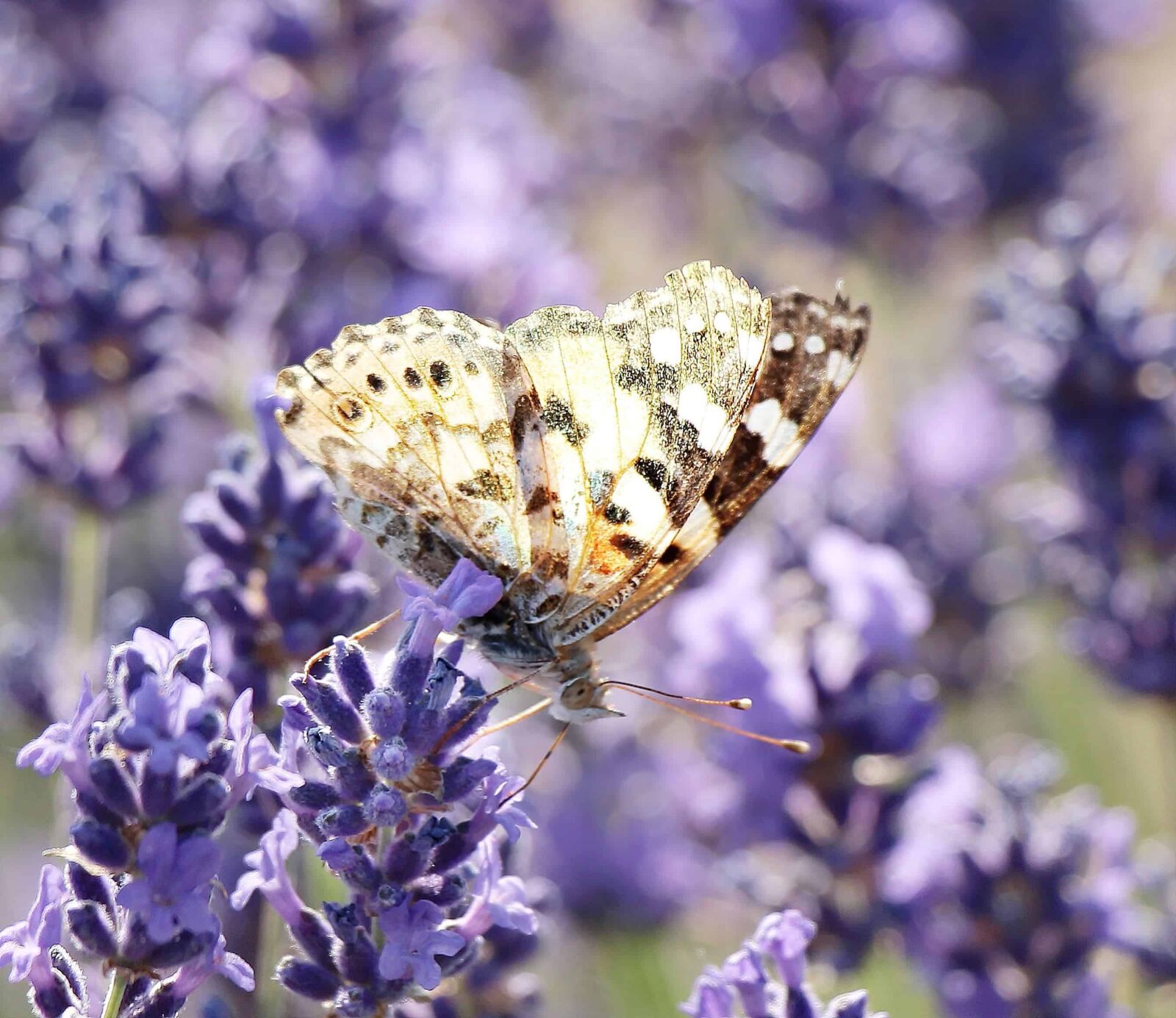 Canon EOS 100D (EOS Rebel SL1 / EOS Kiss X7) sample photo. Flower, butterfly, flora, insect photography