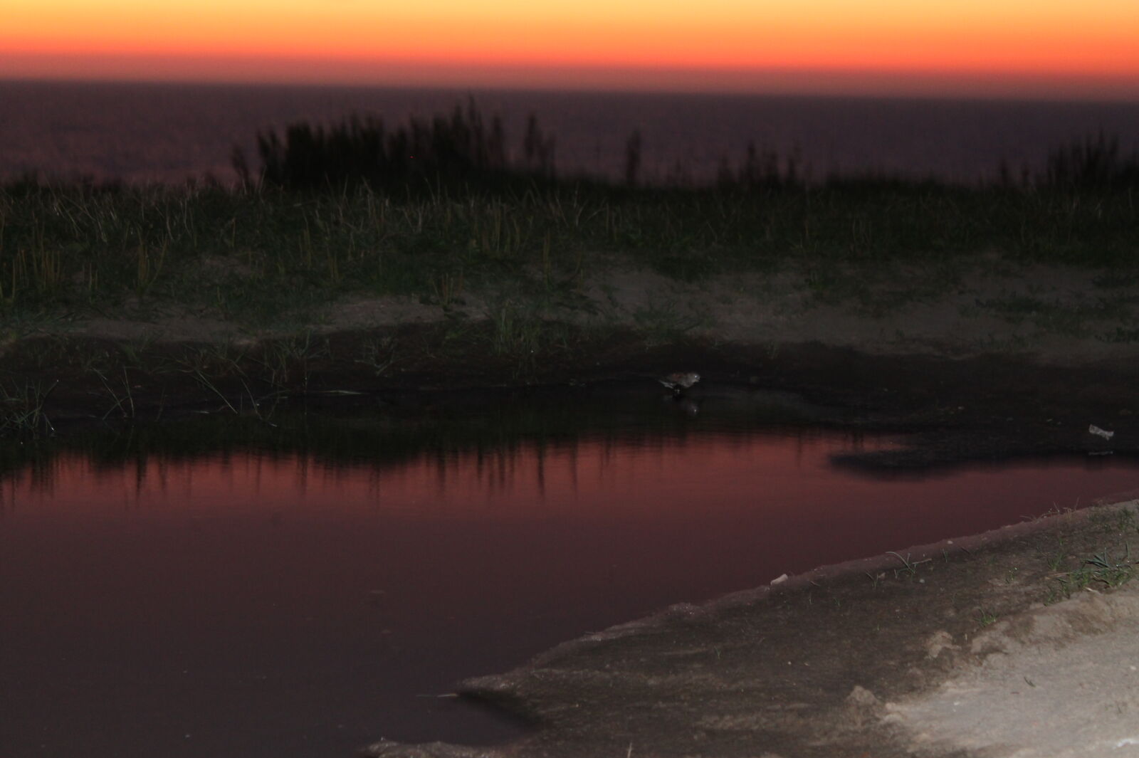 Canon EOS 1100D (EOS Rebel T3 / EOS Kiss X50) sample photo. Bird, sunset, puddle, see photography