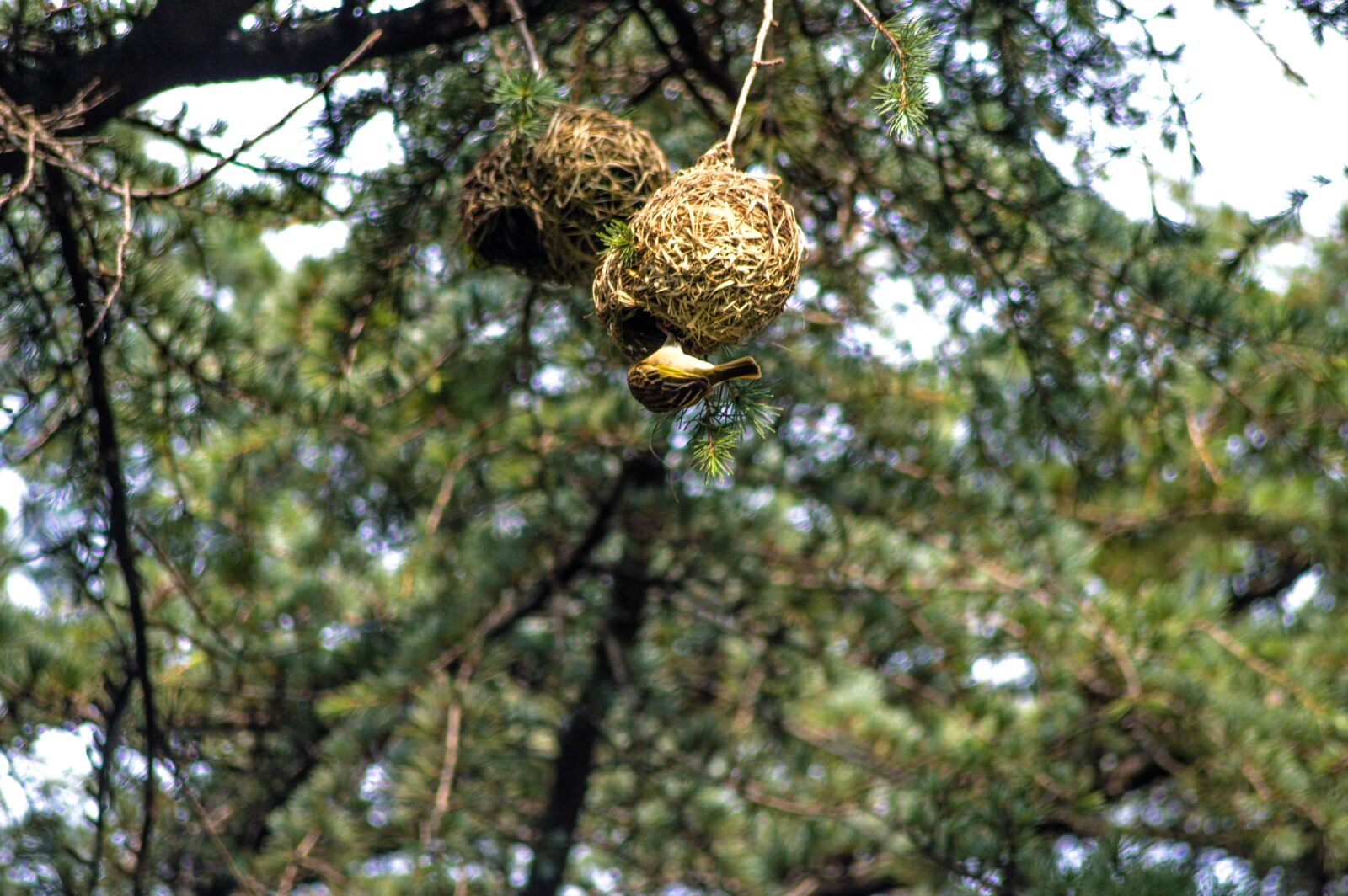Nikon D3200 sample photo. Bird, feeding, babies photography