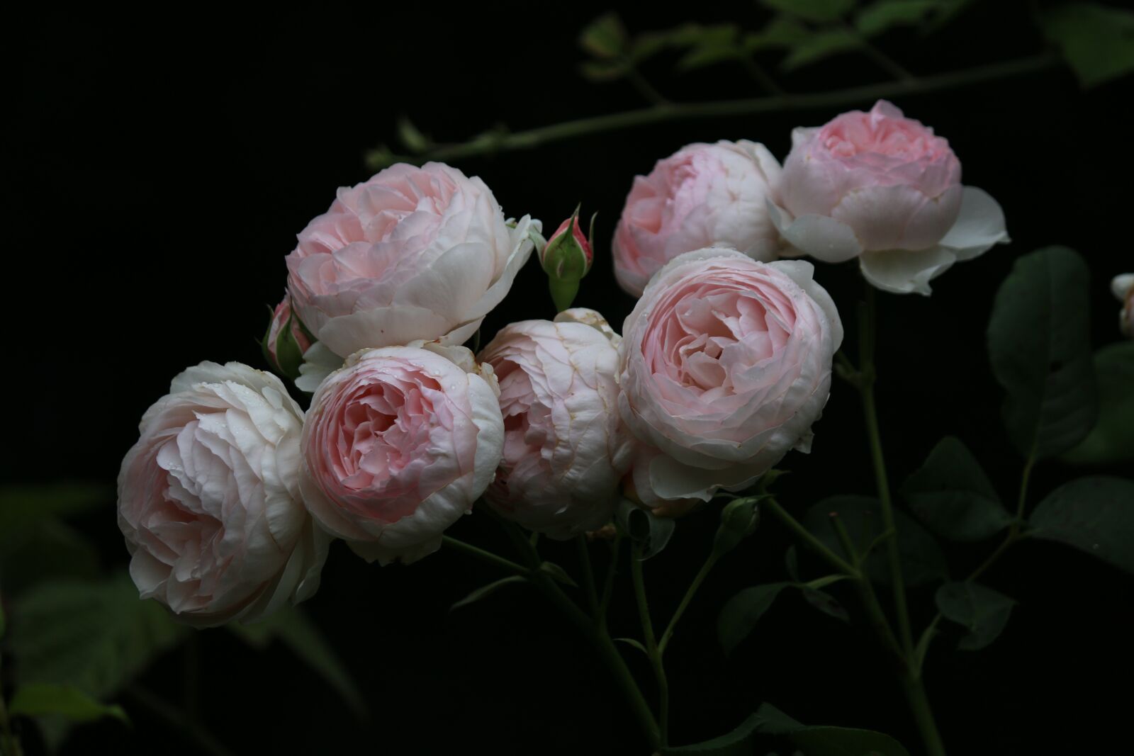 Canon EOS 70D sample photo. Roses, rosebush, petals photography
