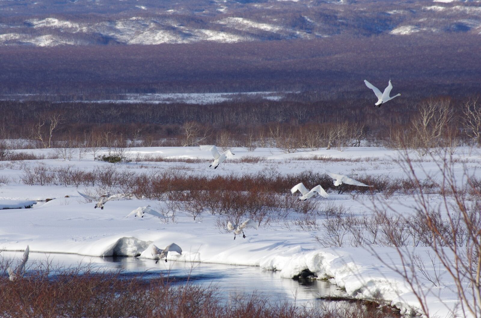 Pentax K-5 sample photo. The wild swans, the photography