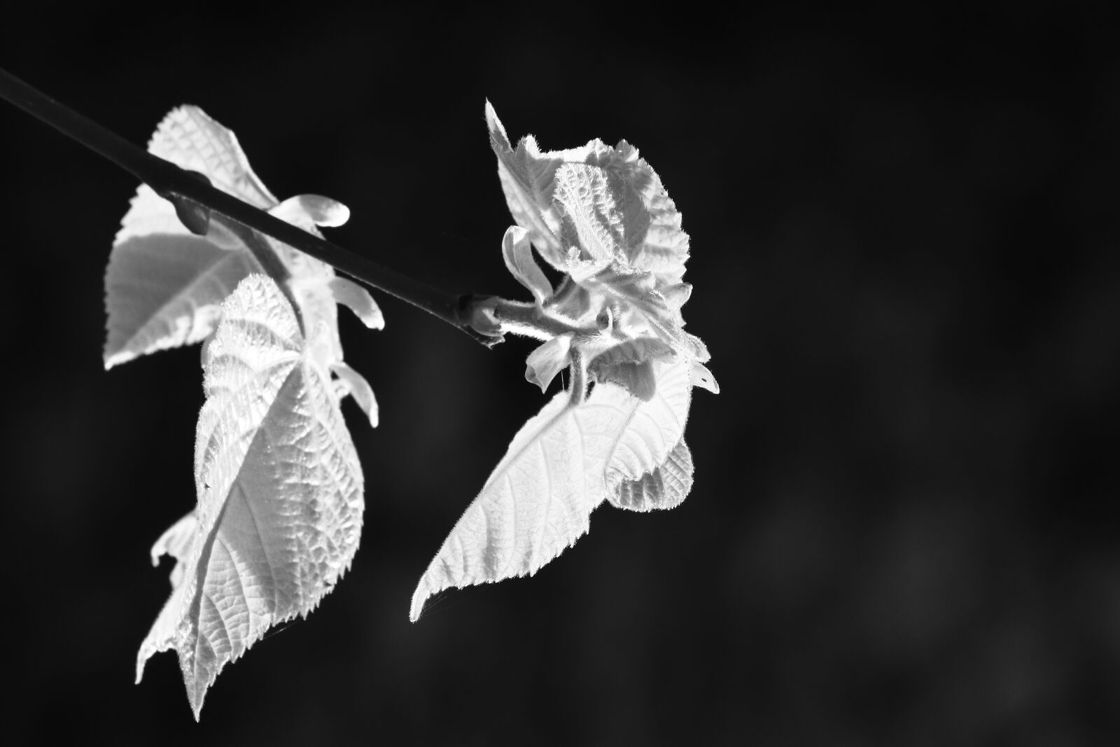 Canon EOS 80D sample photo. Leaves, texture, form photography