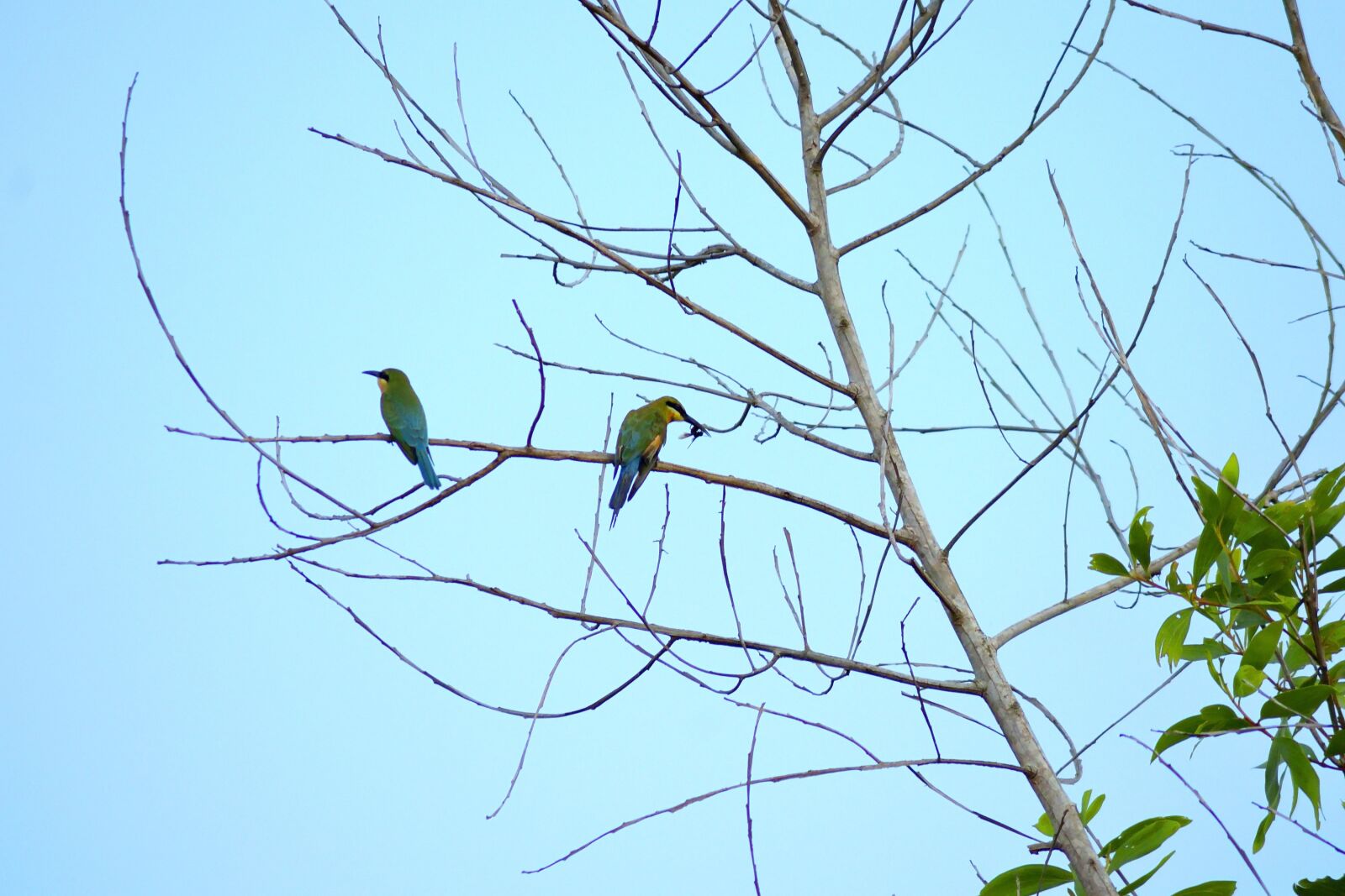 Nikon D5300 sample photo. Tree, trees, branch photography