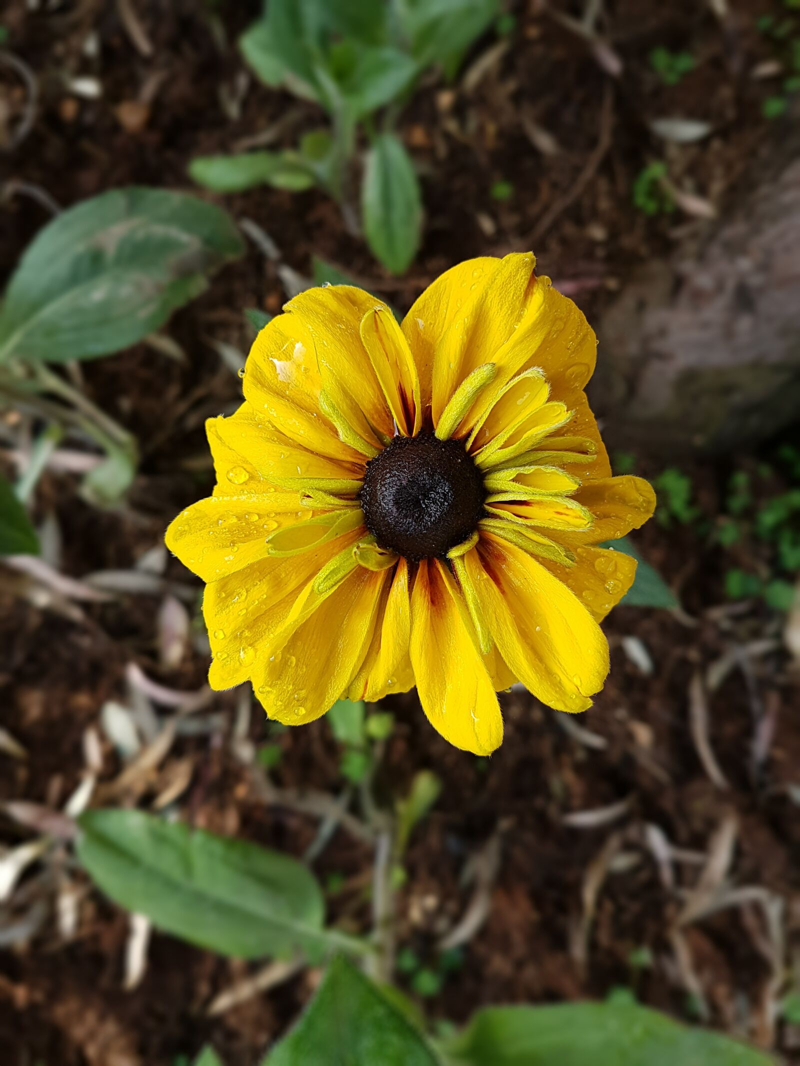 Samsung Galaxy S7 Edge sample photo. Flower, petals, nature photography