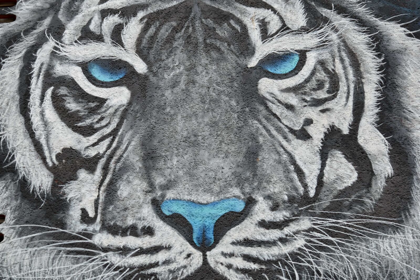 Nikon D5500 sample photo. Graffiti, tiger, tiger mouth photography