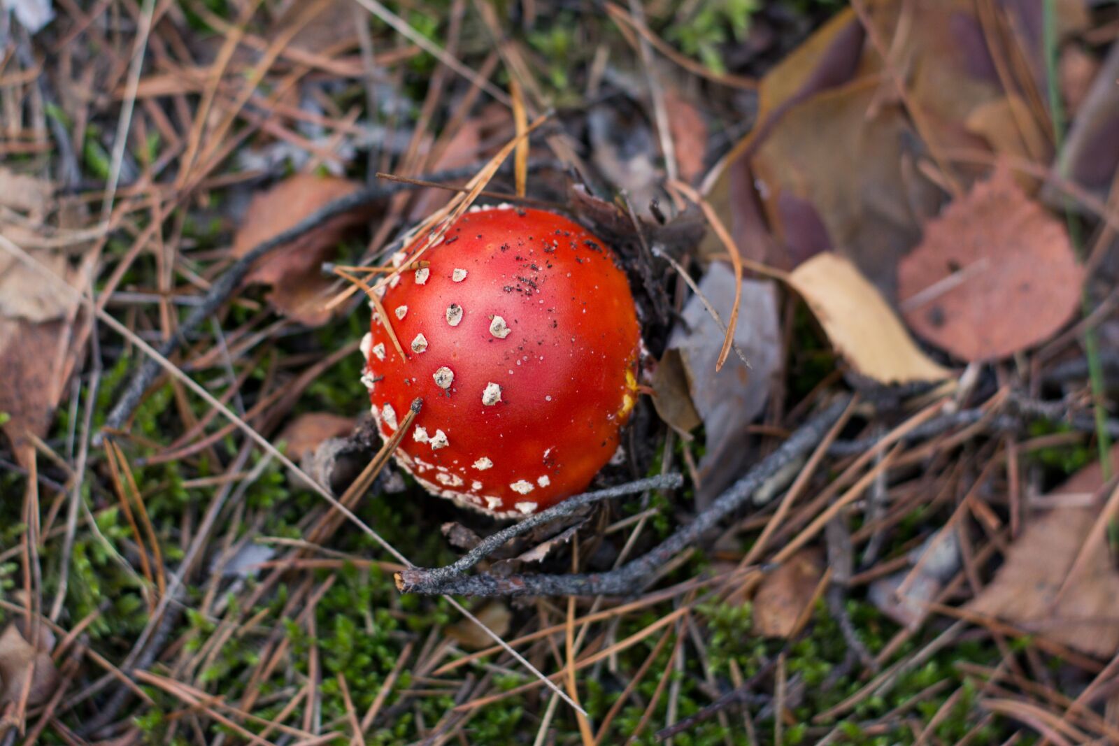 Nikon D5200 sample photo. Amanita, mushroom, forest photography