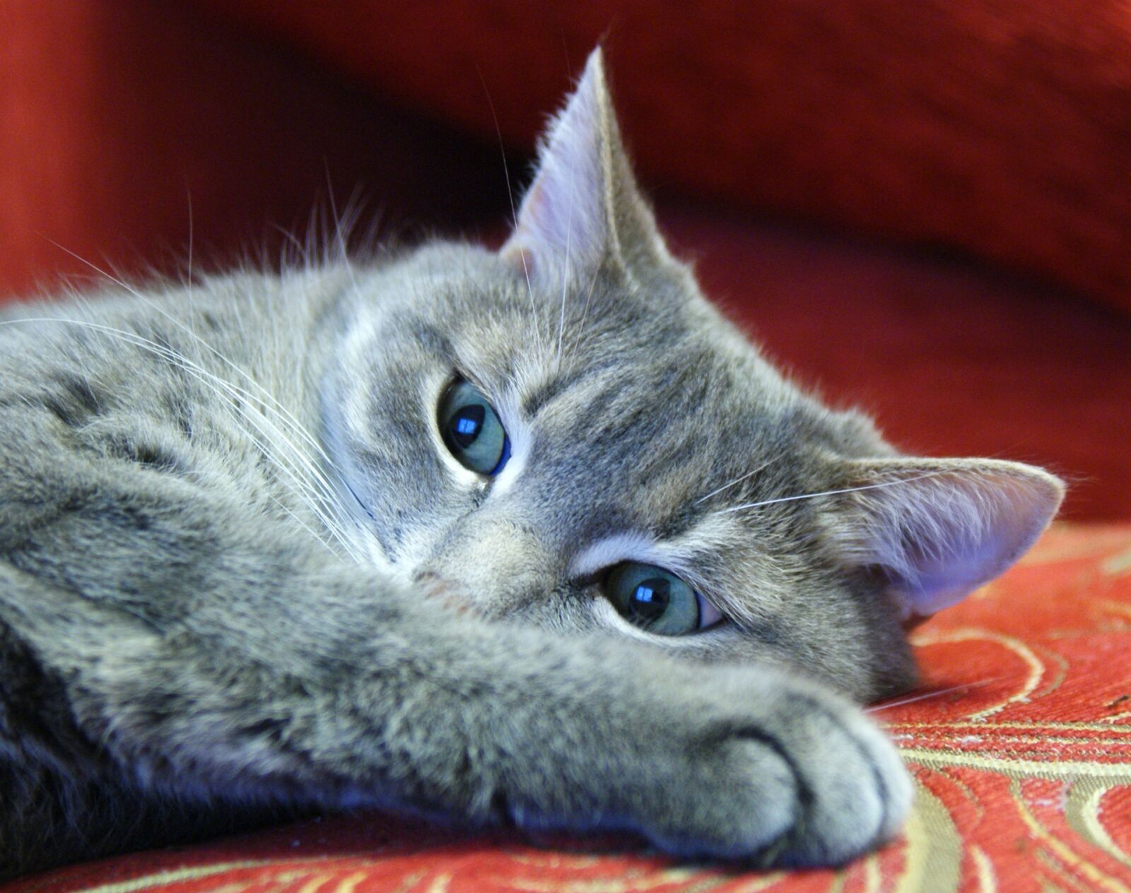 Sony Alpha DSLR-A230 sample photo. Cat, cats, animals photography