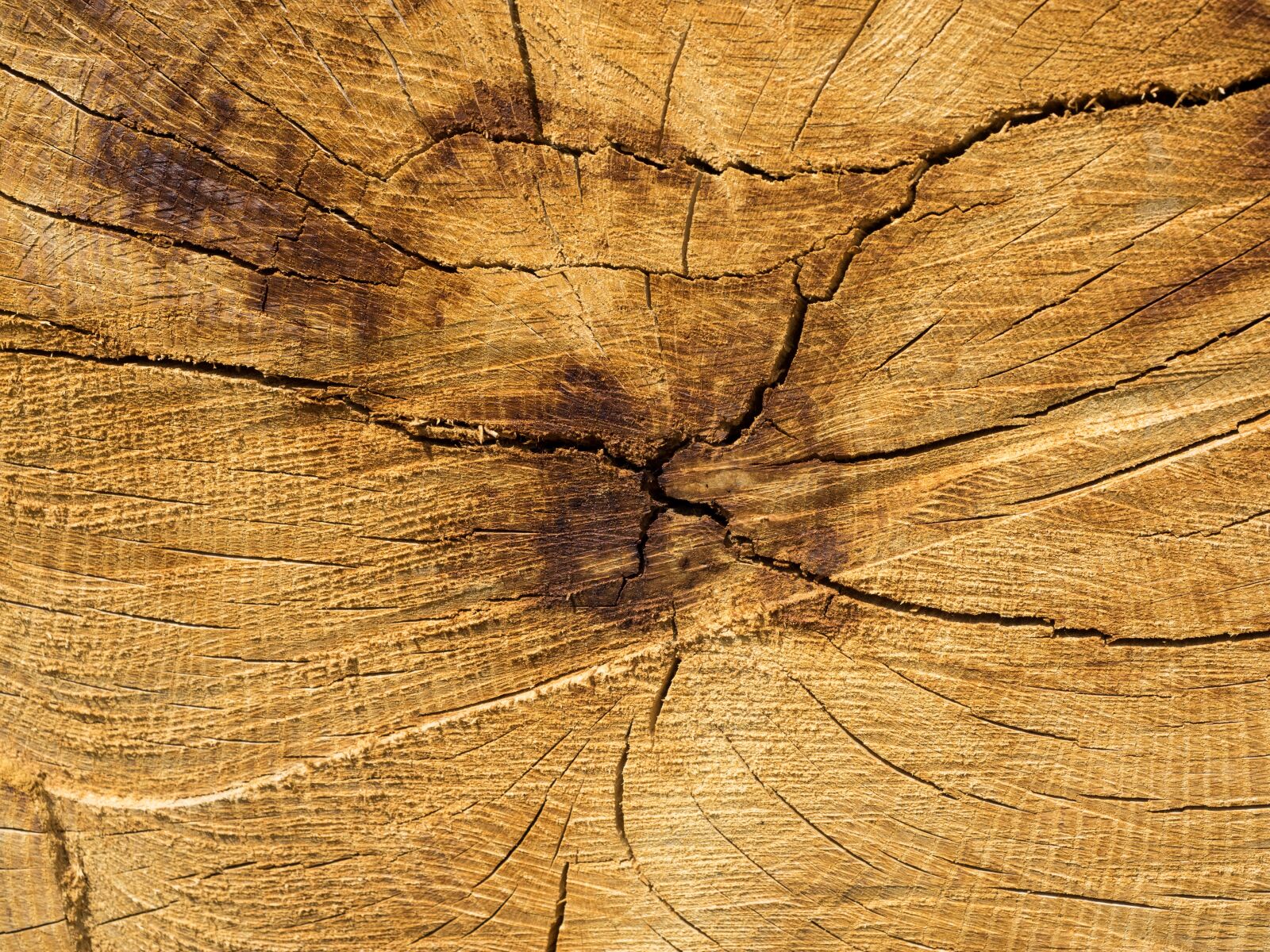 Olympus OM-D E-M1 + Olympus M.Zuiko Digital ED 12-40mm F2.8 Pro sample photo. Background, wood, structure photography