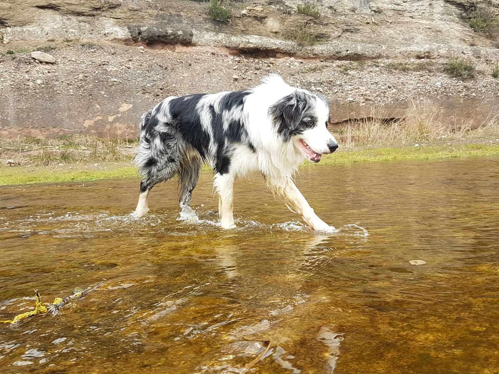 Samsung Galaxy S7 Edge sample photo. Border collie, dog, pet photography