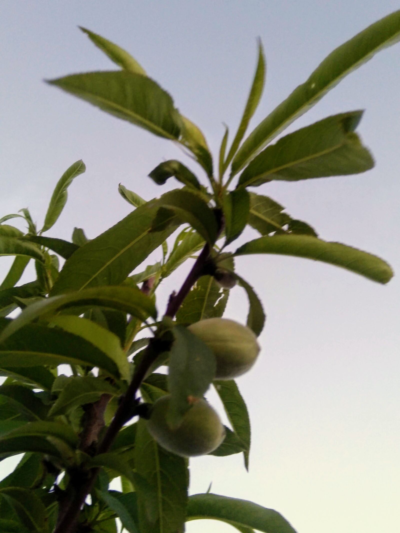 HMD Global Nokia 5 sample photo. Fruit tree, garden, fruit photography