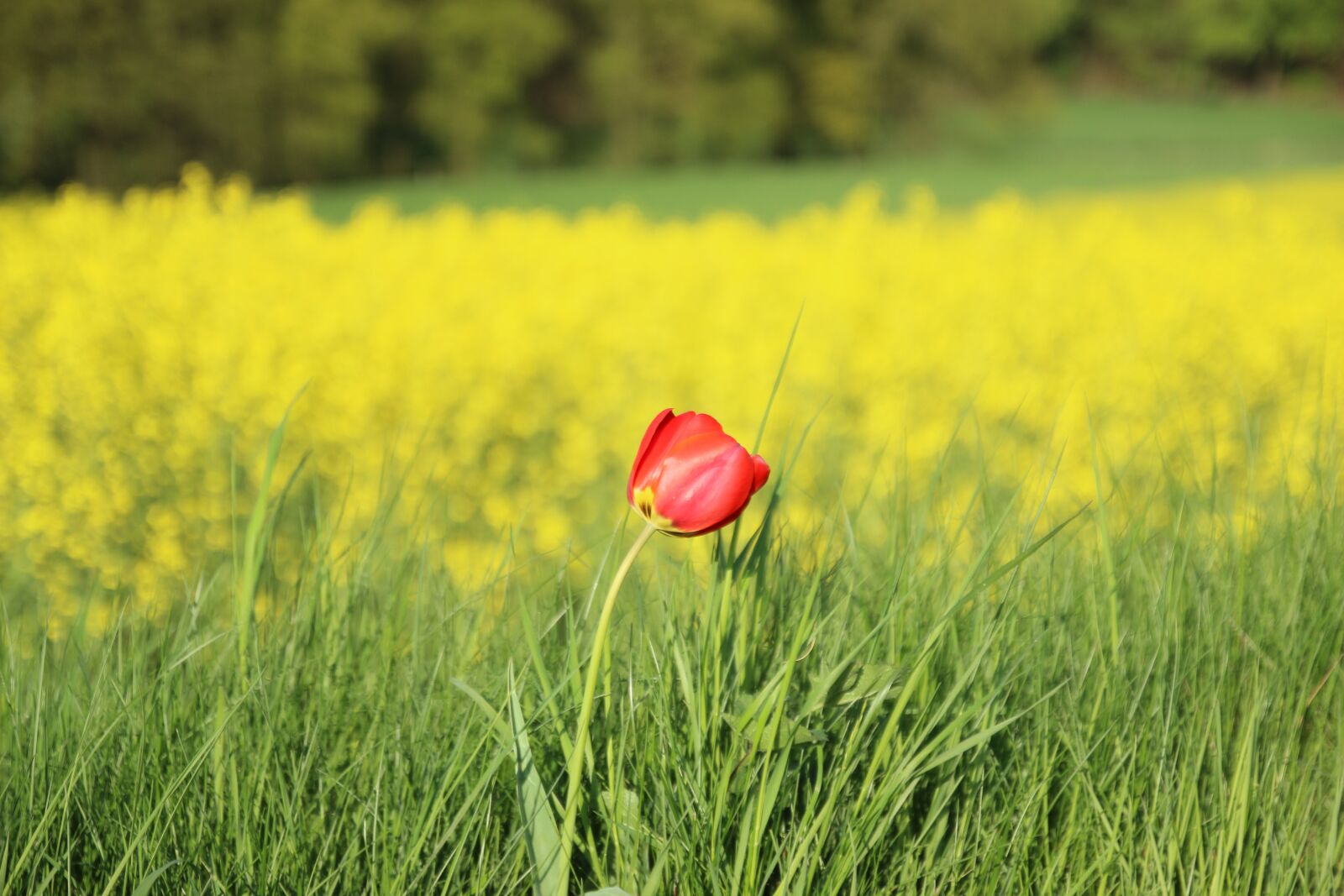 Canon EOS 600D (Rebel EOS T3i / EOS Kiss X5) sample photo. Poppy, field flower, summer photography