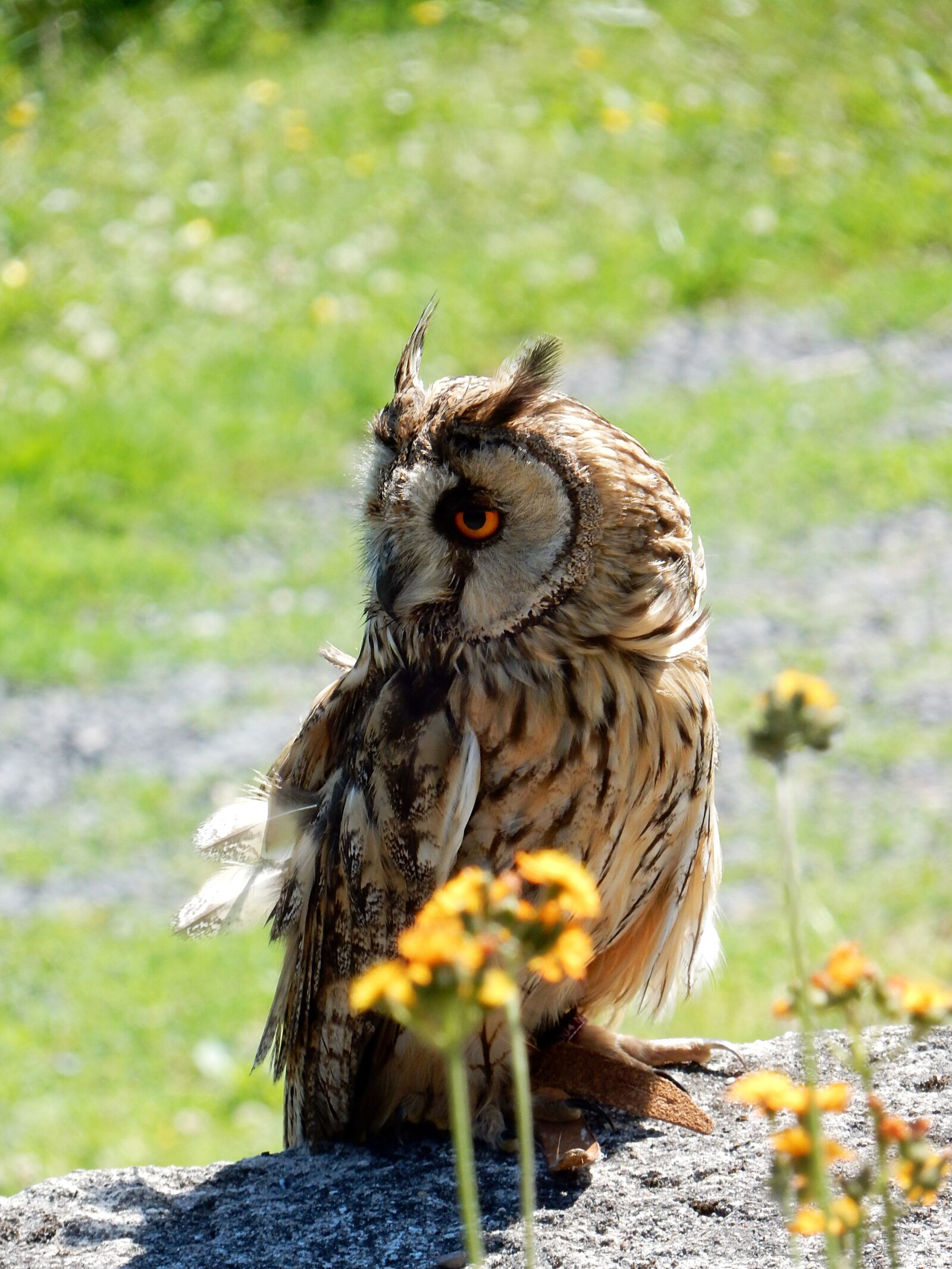 Nikon Coolpix S9700 sample photo. Owl, bird, animal world photography