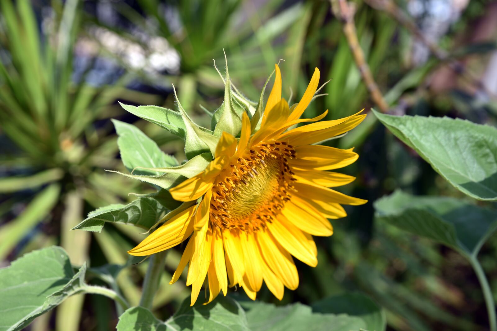 Nikon D750 sample photo. Sun, sunflower, flower photography