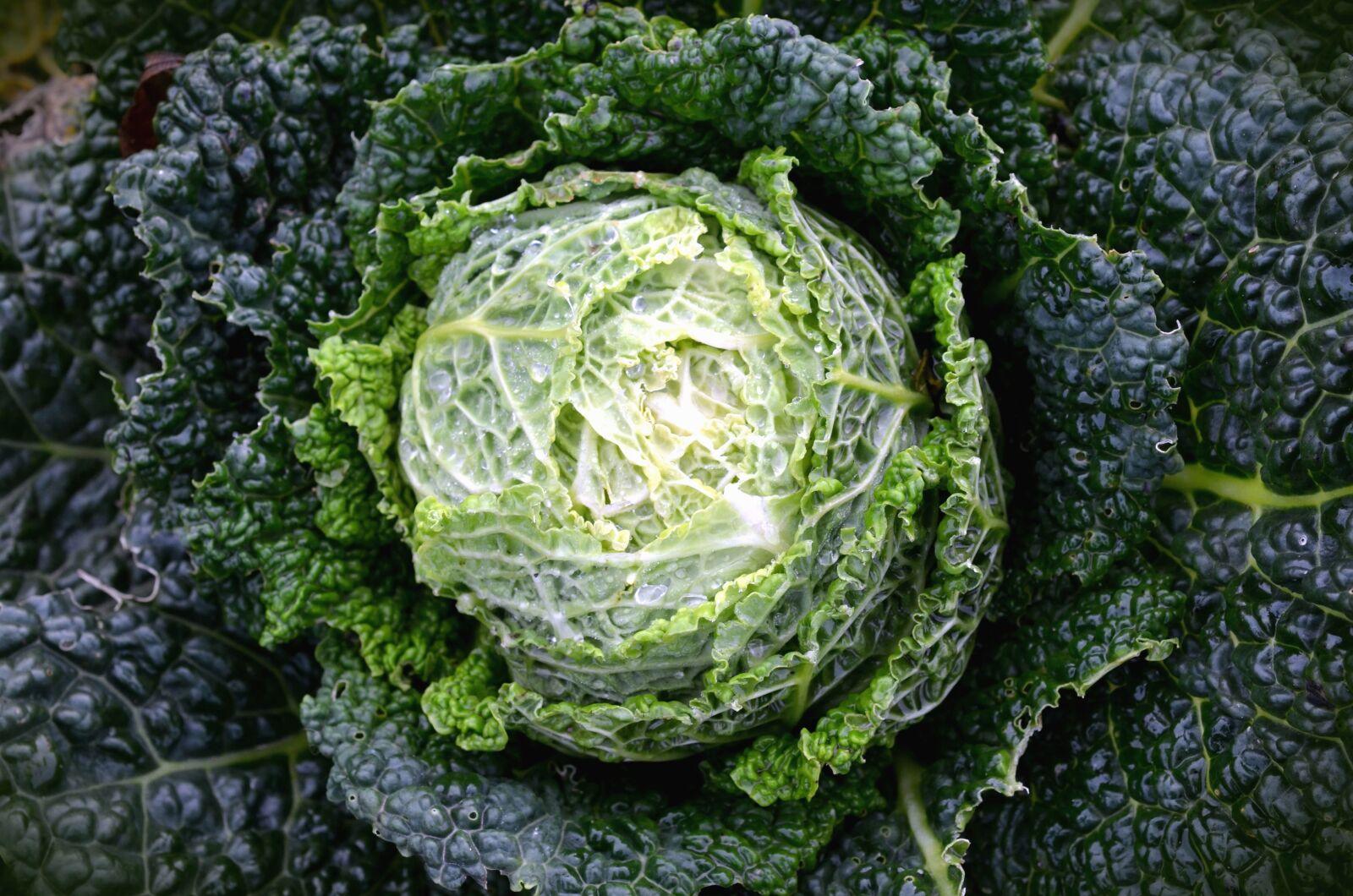 Nikon D5100 sample photo. Kale, plant, leaf, cabbage photography