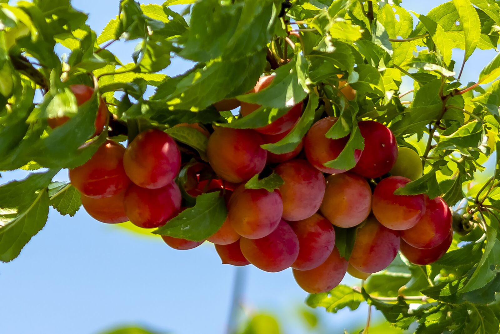 Canon EF75-300mm f/4-5.6 sample photo. Plum, fruit, plum tree photography