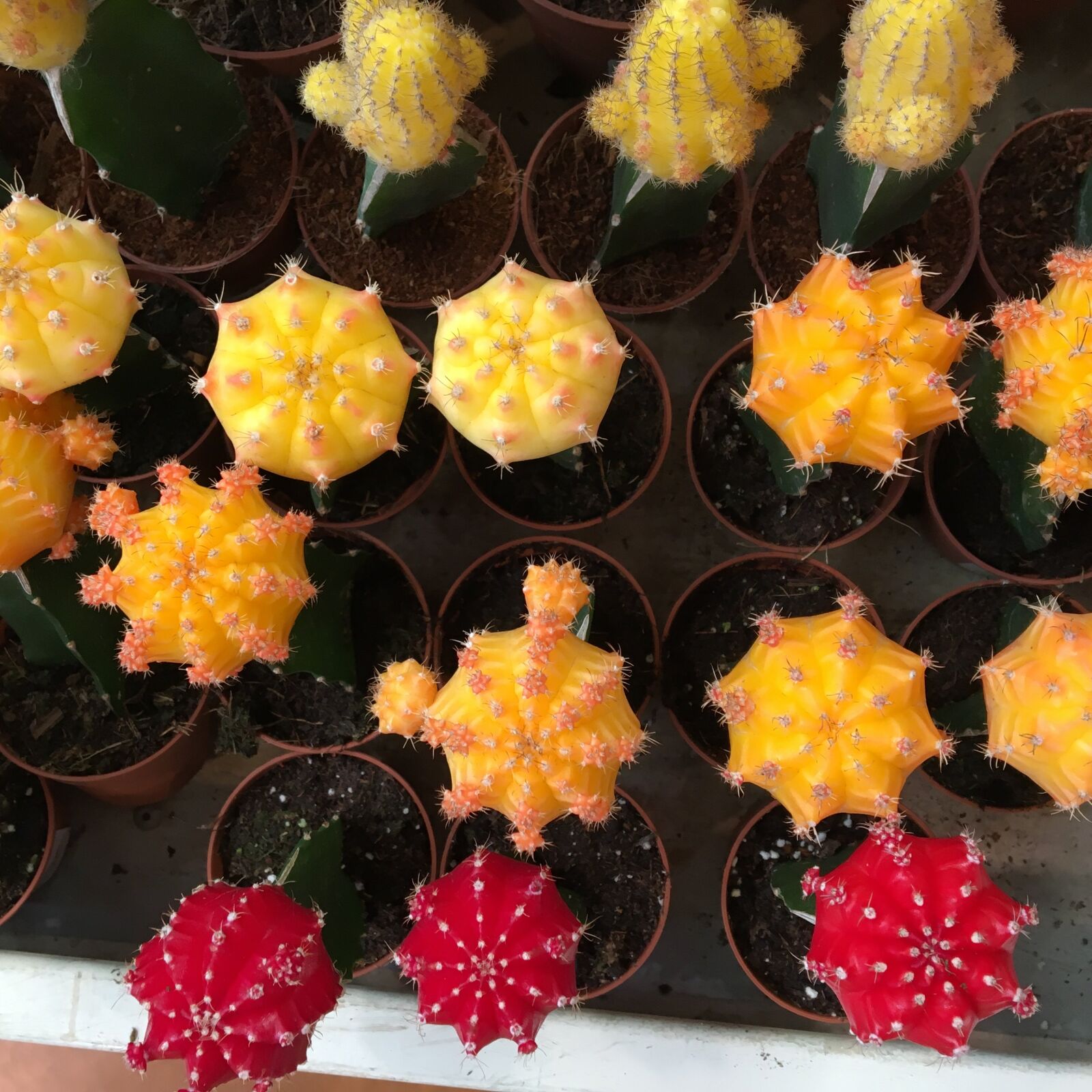 Apple iPhone 6s sample photo. Cactus, red, gardening photography