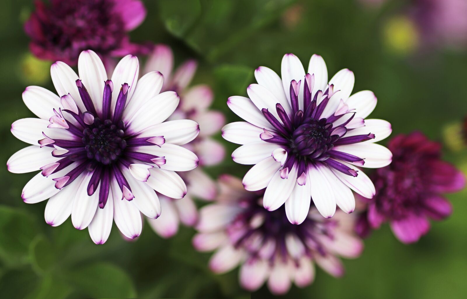 Tamron SP 90mm F2.8 Di VC USD 1:1 Macro sample photo. Daisies, white, plant photography