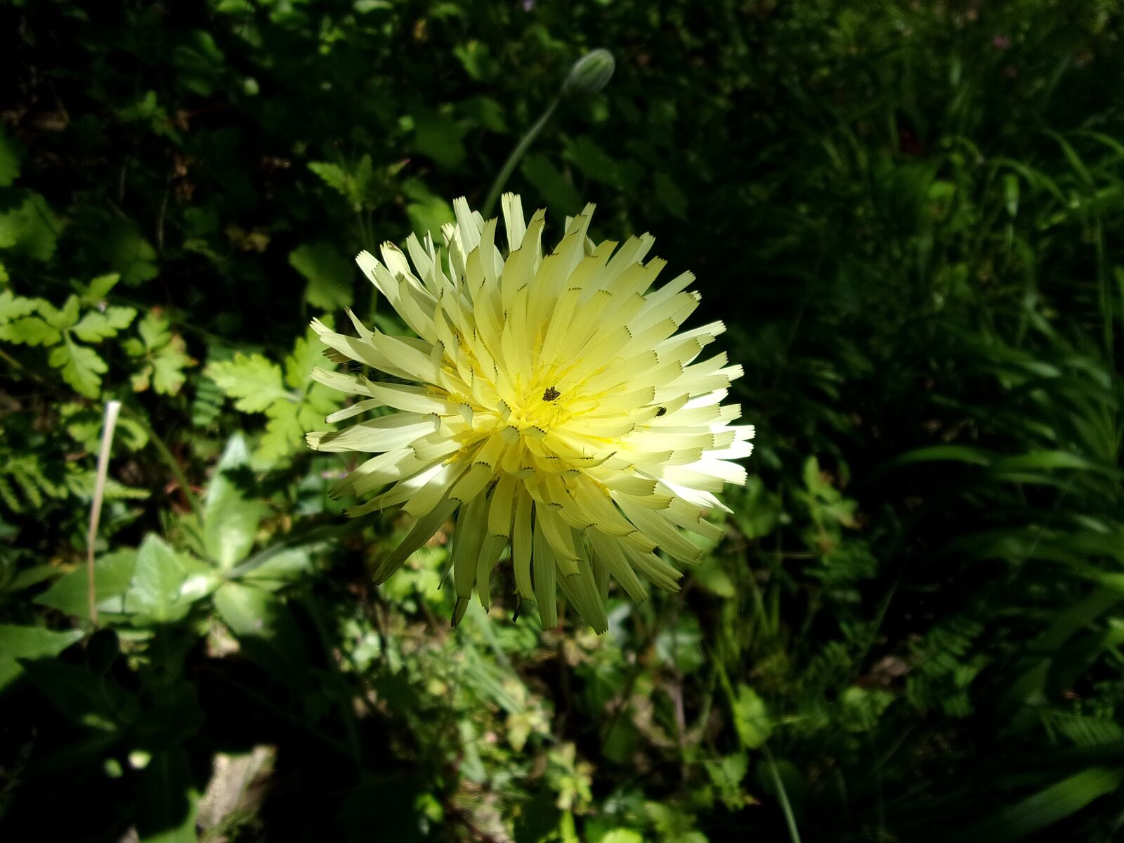 Kodak PIXPRO FZ151 sample photo. Flower, urosperme, spring photography