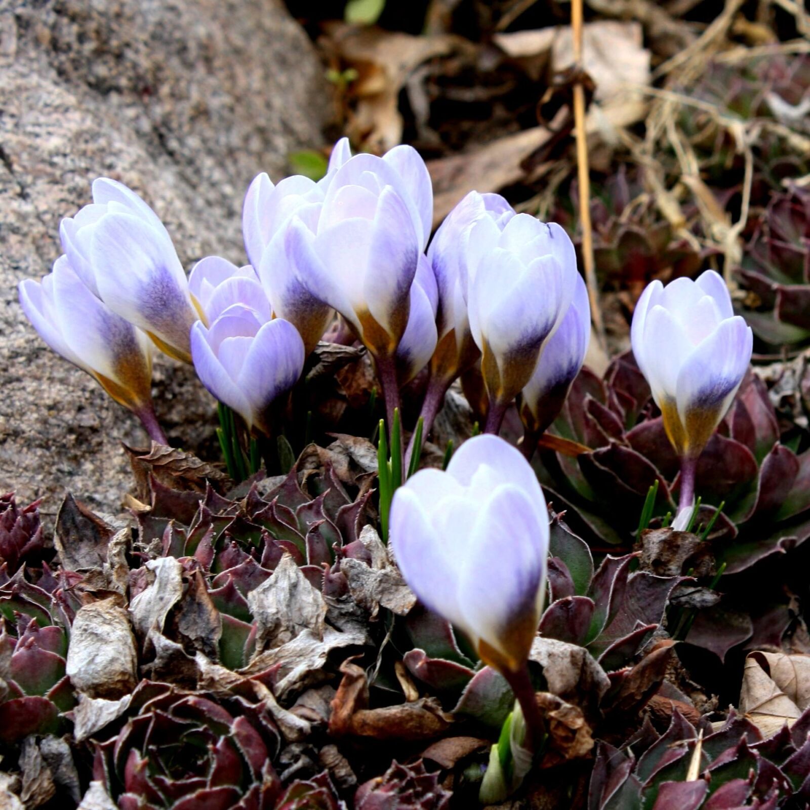 Canon EOS 1000D (EOS Digital Rebel XS / EOS Kiss F) + f/3.5-5.6 IS sample photo. Cluster, crocus buds, flowers photography