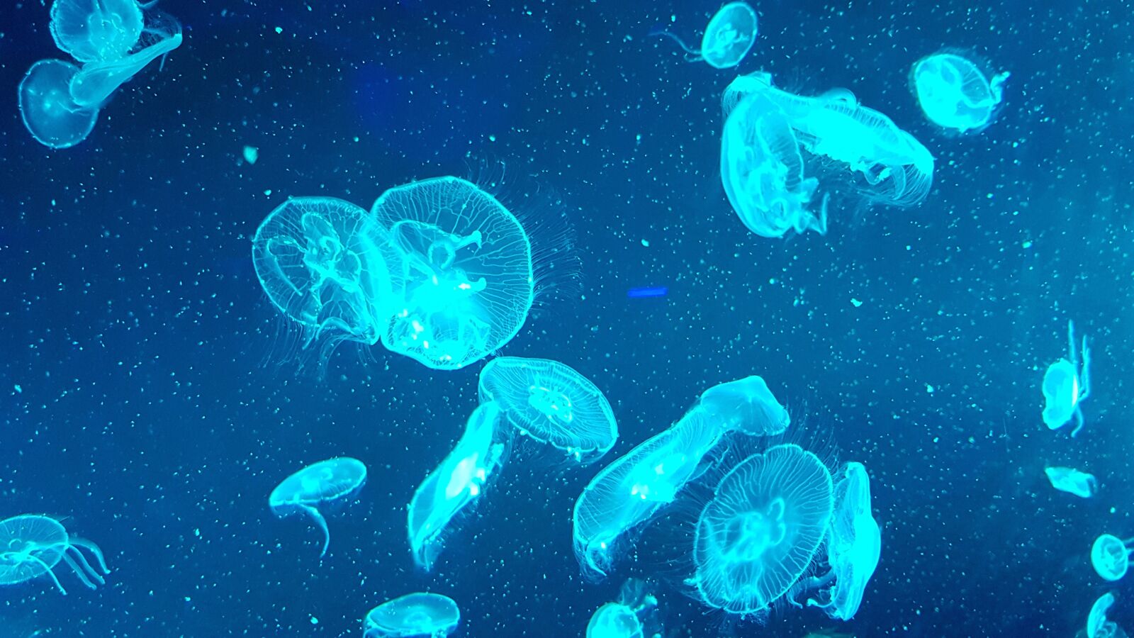 Samsung Galaxy S8 sample photo. Jellyfish, aquarium, underwater photography