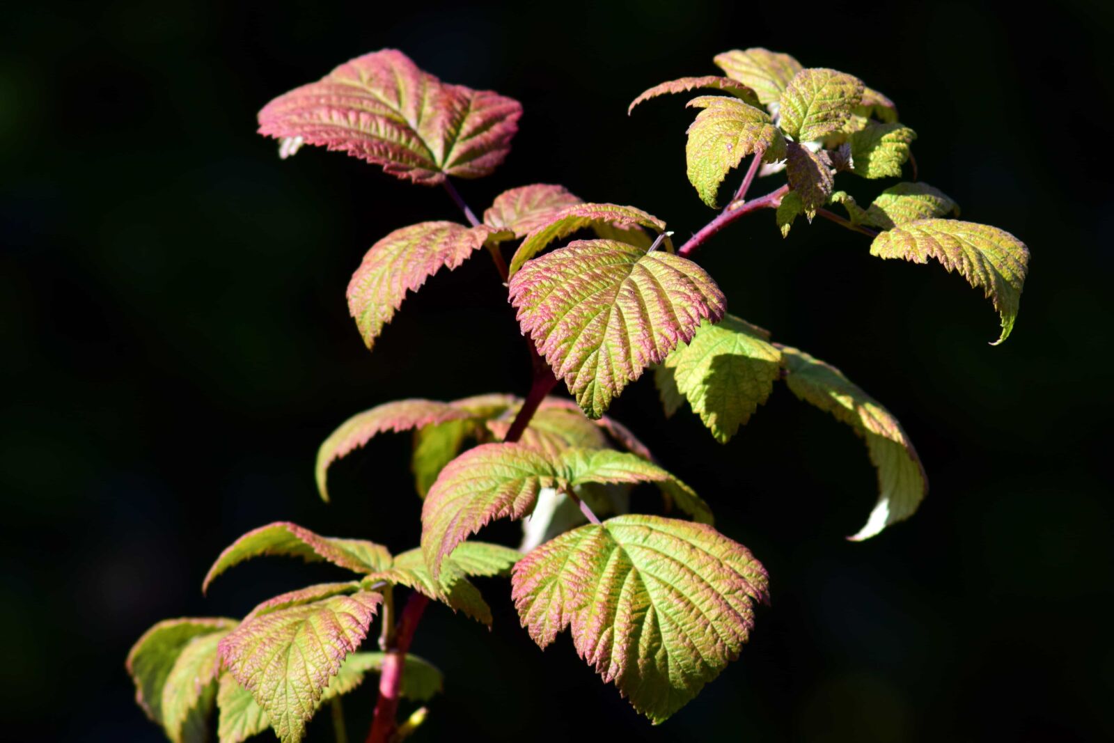 Nikon D3300 sample photo. Shrub, green leaf, flora photography